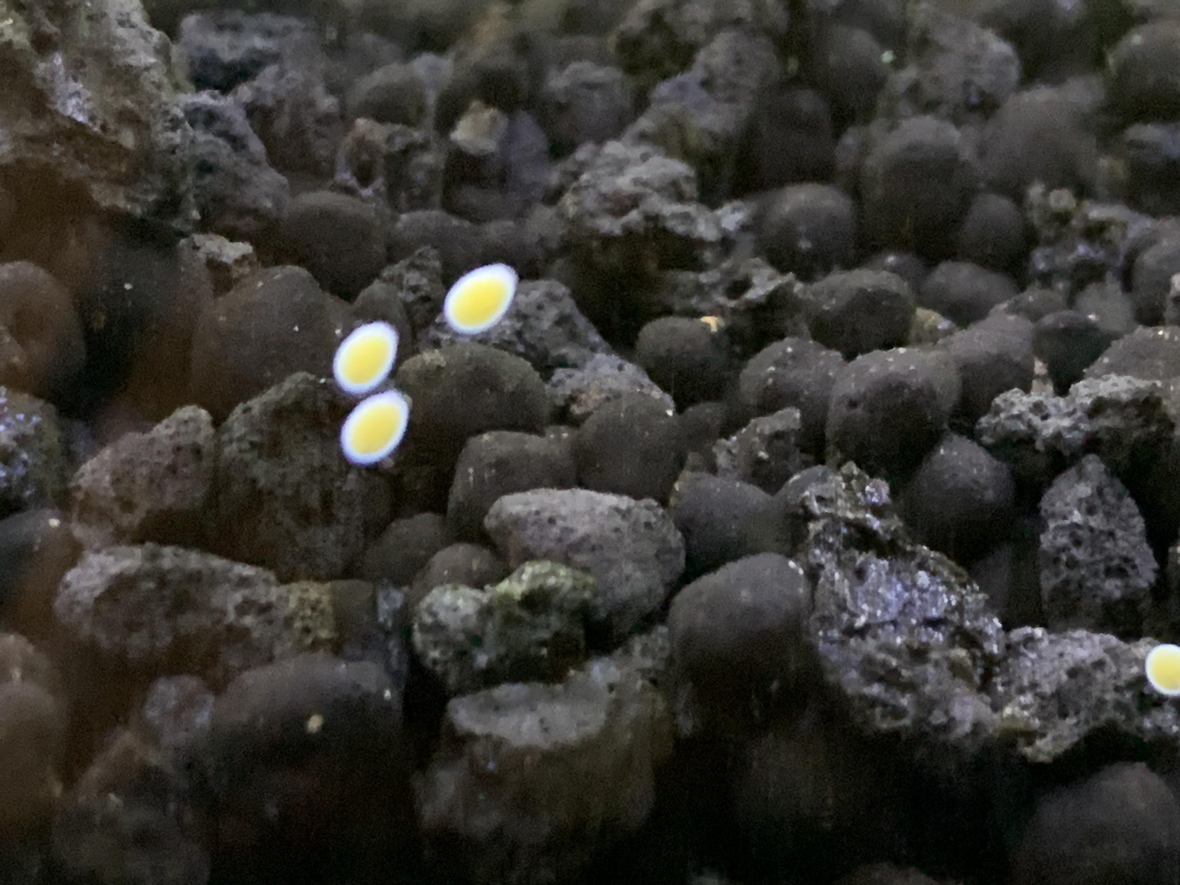 Random Eggs found in freshwater tank, anyone know what it is? r/Aquariums