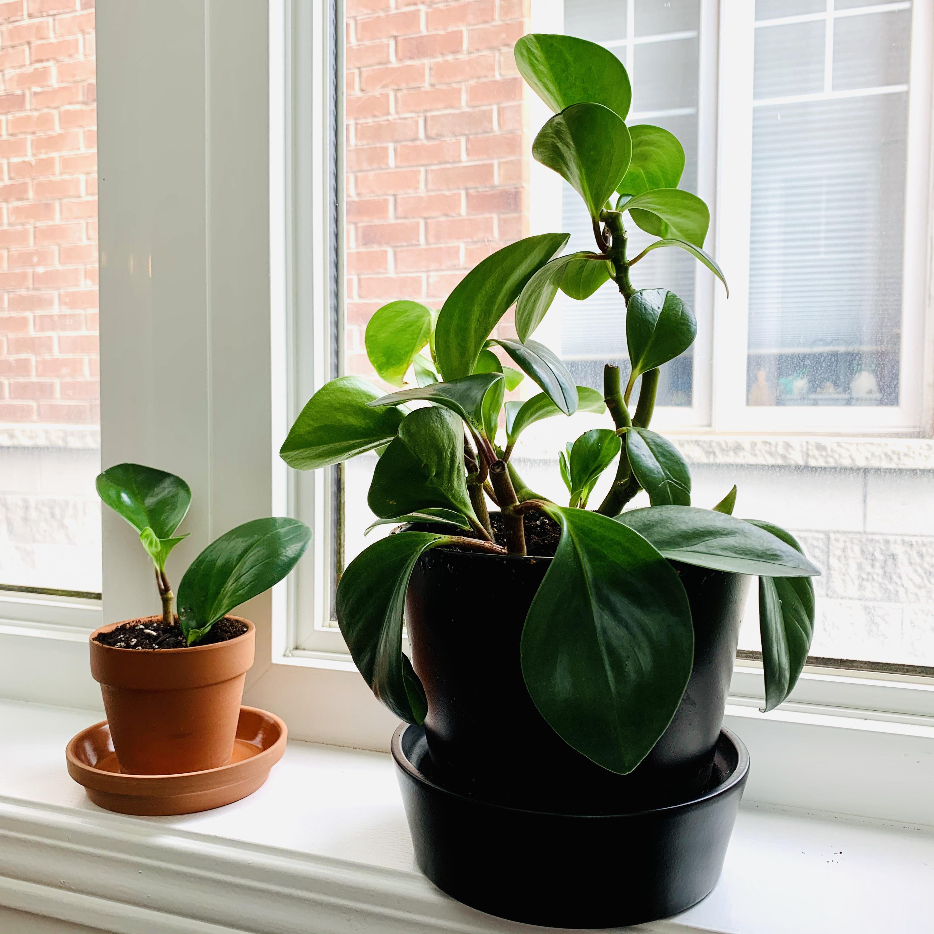 Mama plant and baby plant 😍😍 so in love with these peperomias! r