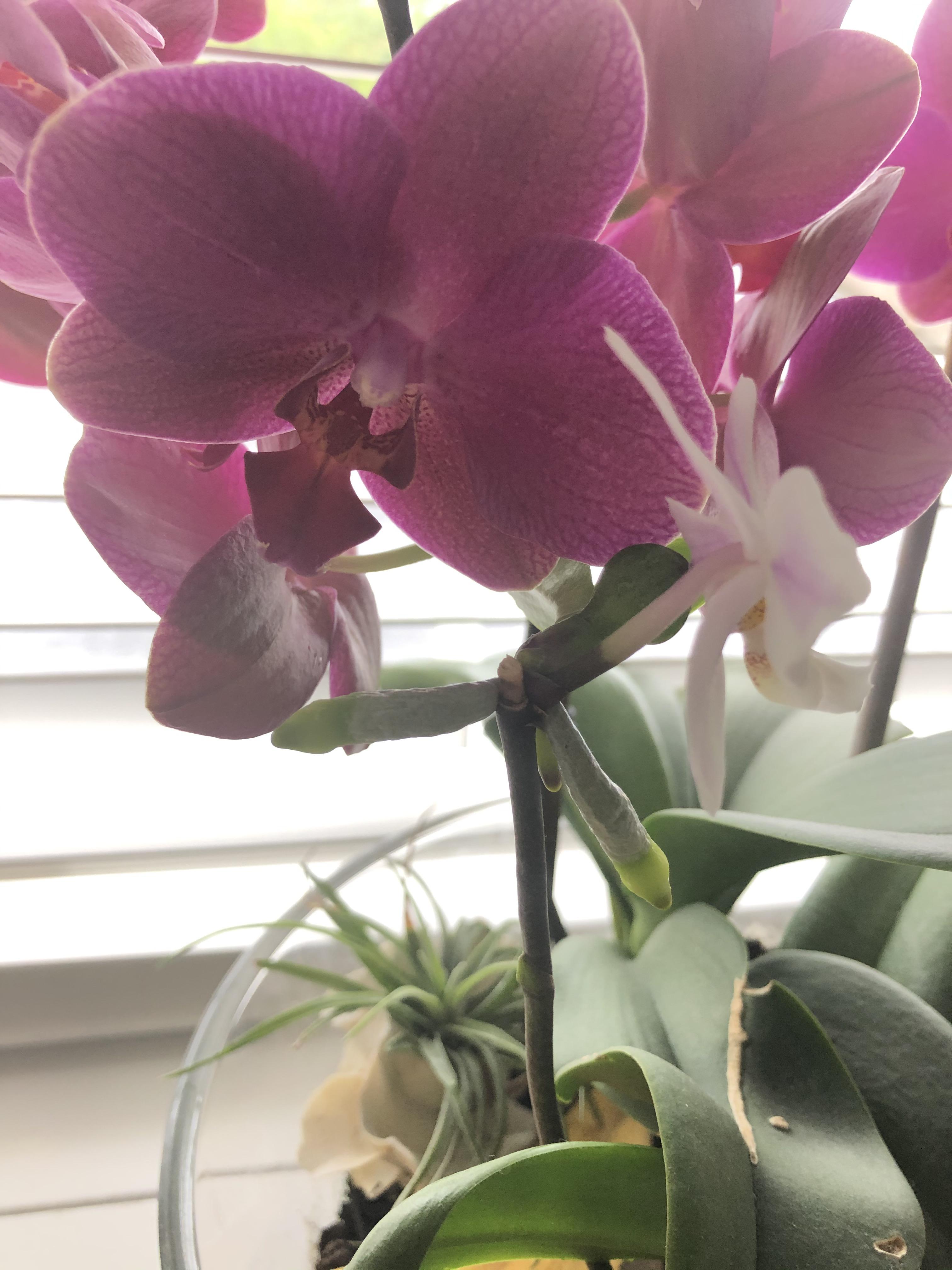 Cut an orchid back, now it’s growing what looks like a new plant from
