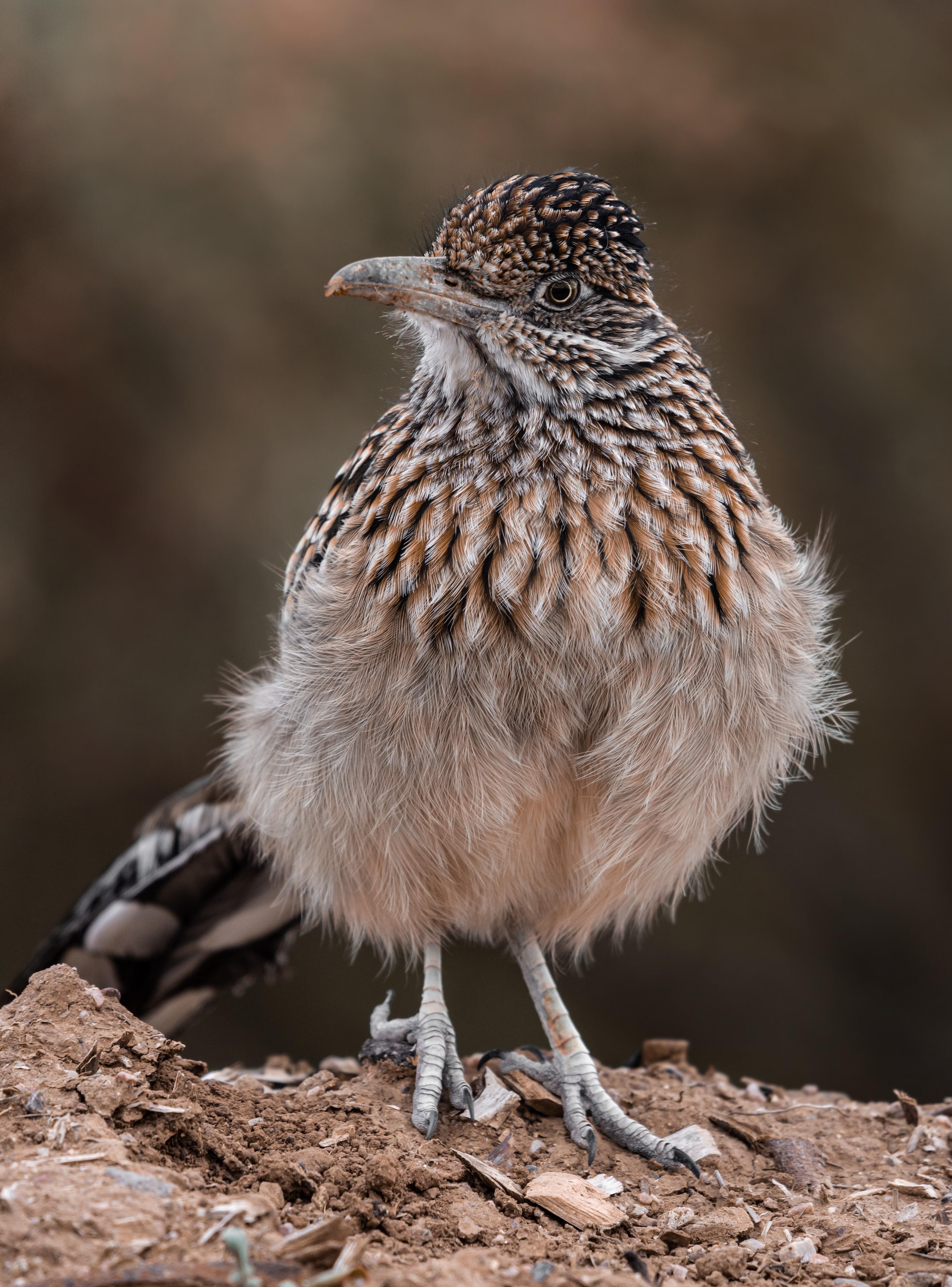 Chaparral Roadrunner r/wildlifephotography
