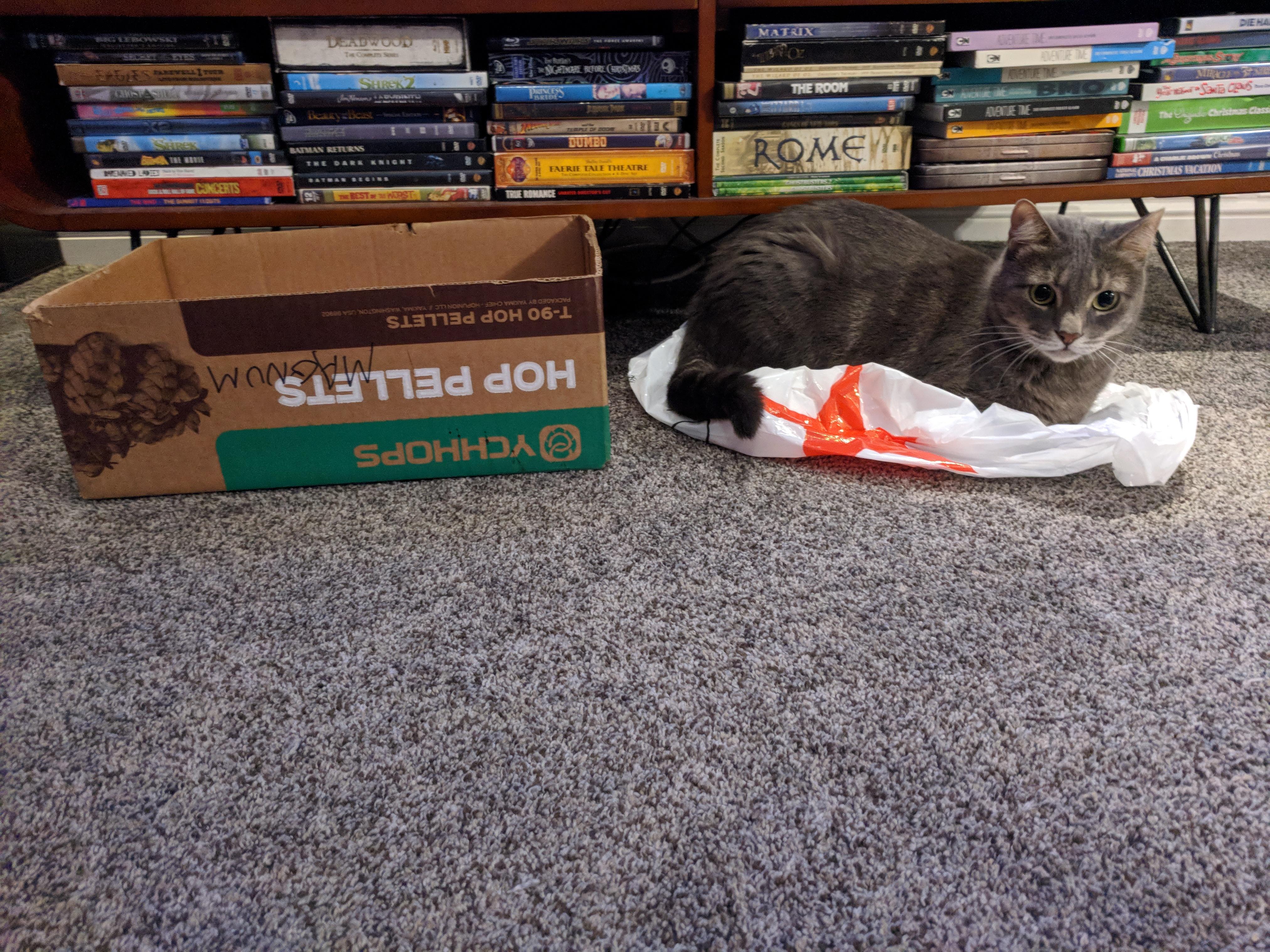 My cats prefer plastic bags to cardboard boxes r/cats