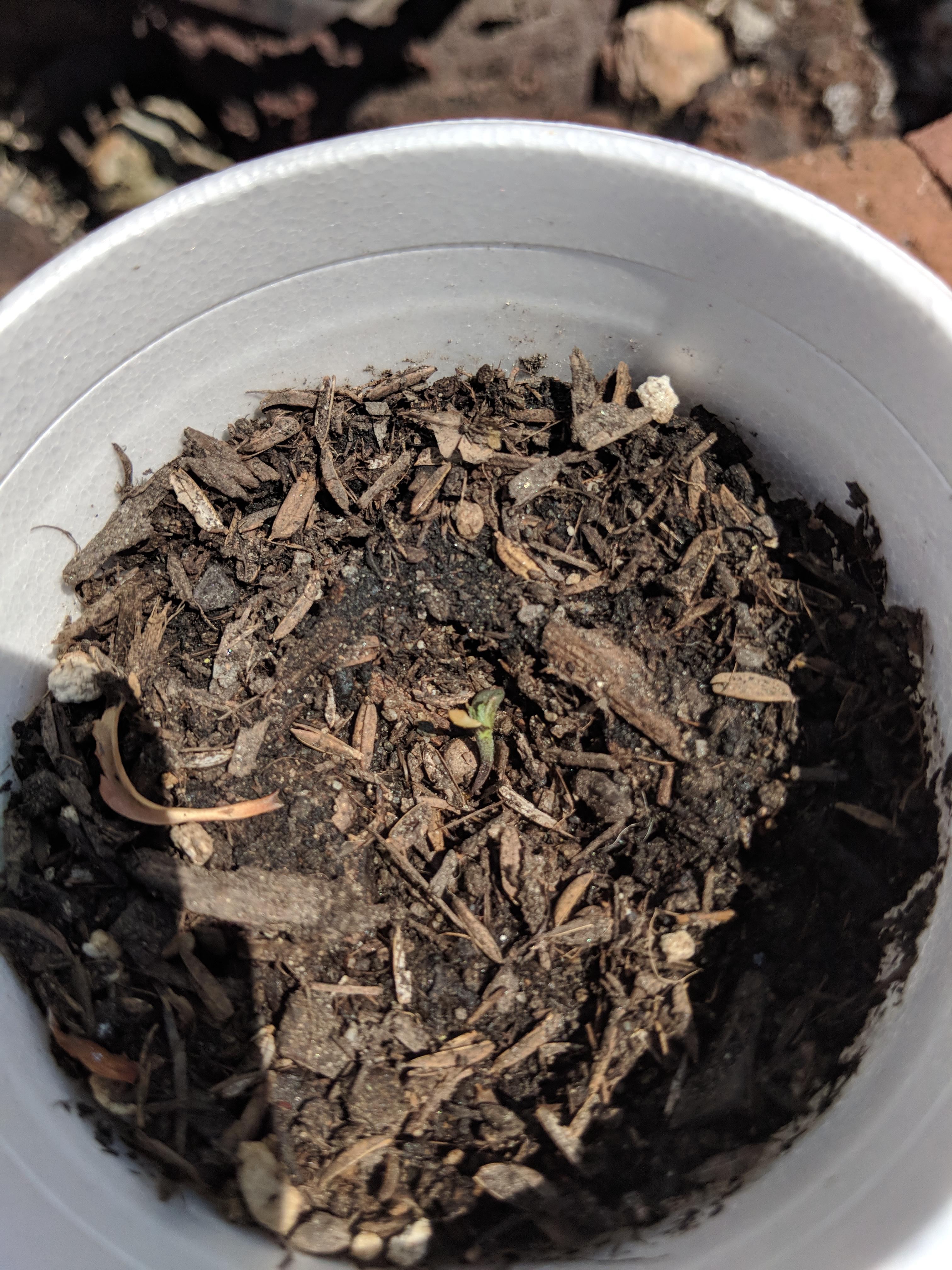 Why does my seedling look like it's already dying after sprouting not