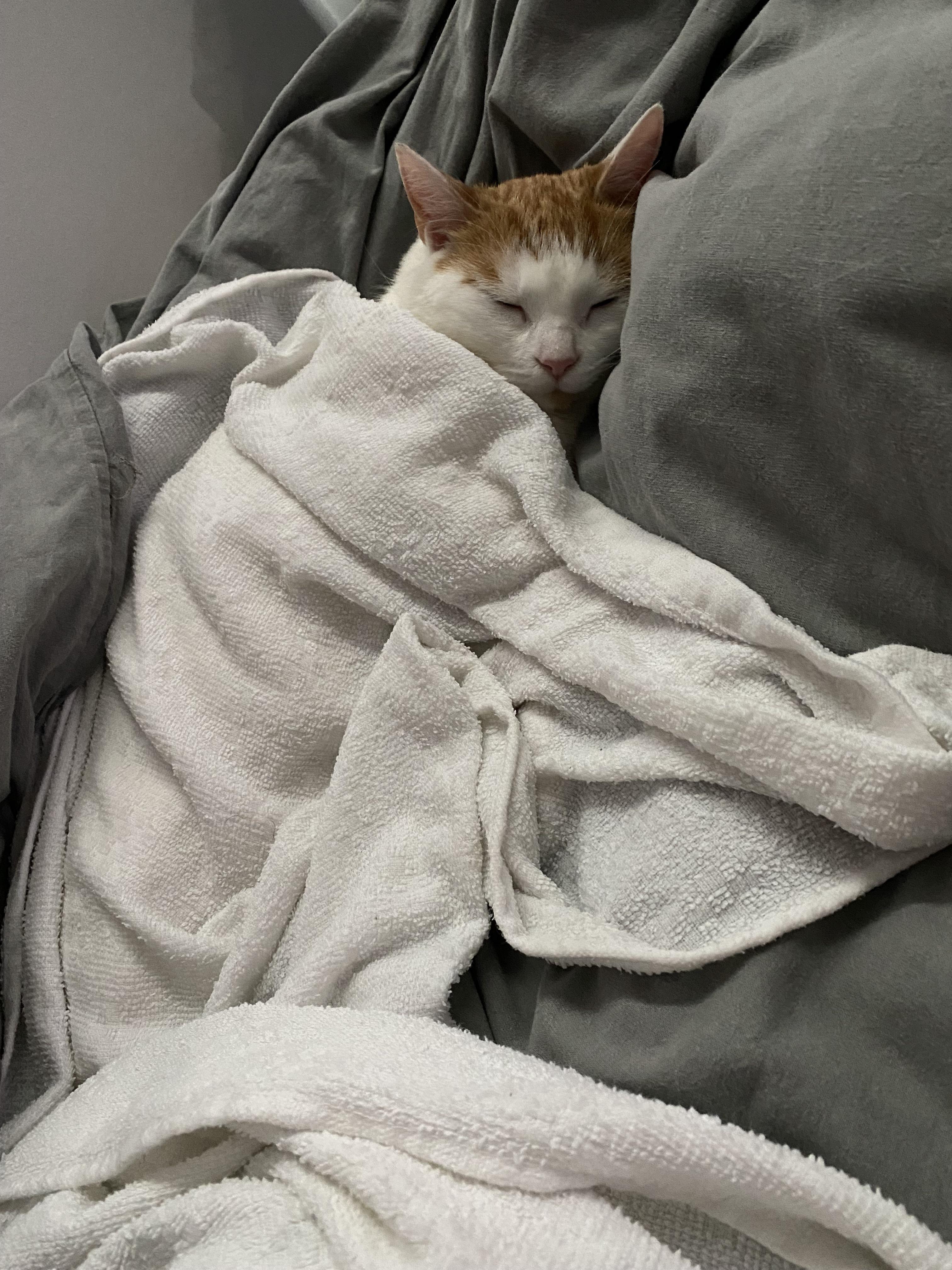 Can I cool my cat with wet towels in very hot days? Is it safe? r/cats