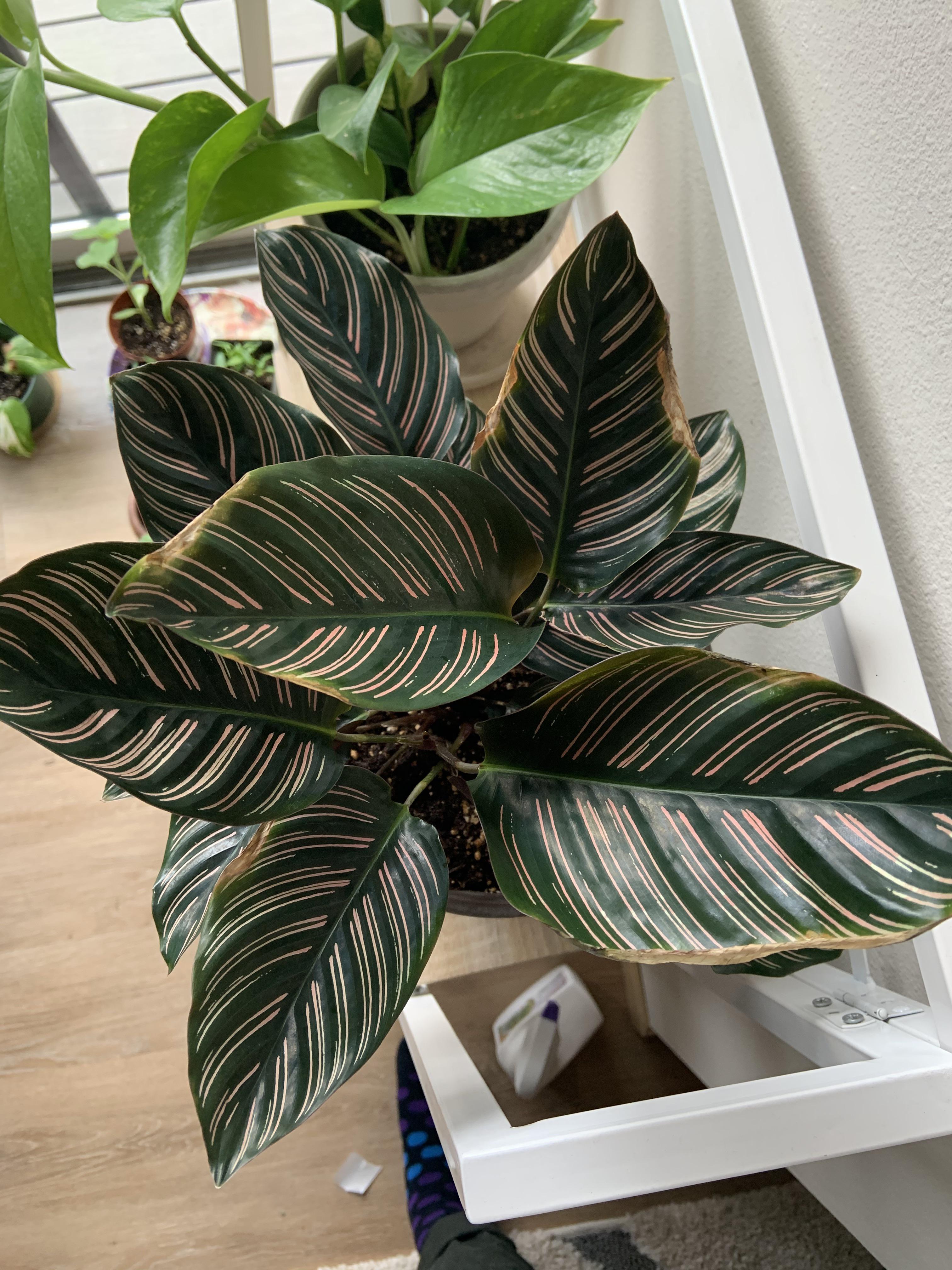 Pinstripe Calathea has browned edges of a few leaves. Otherwise the