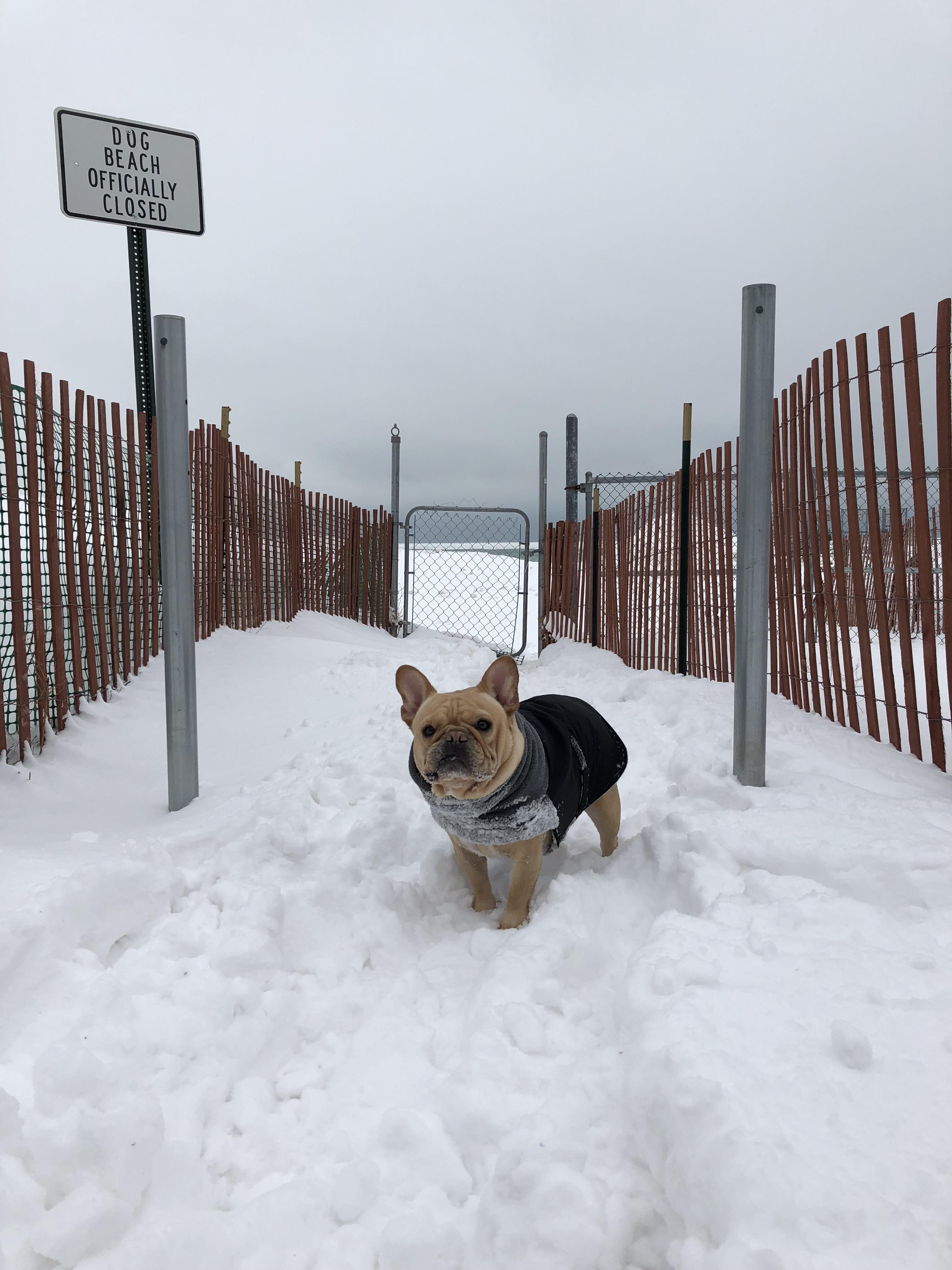 Dog park closed r/frogdogs