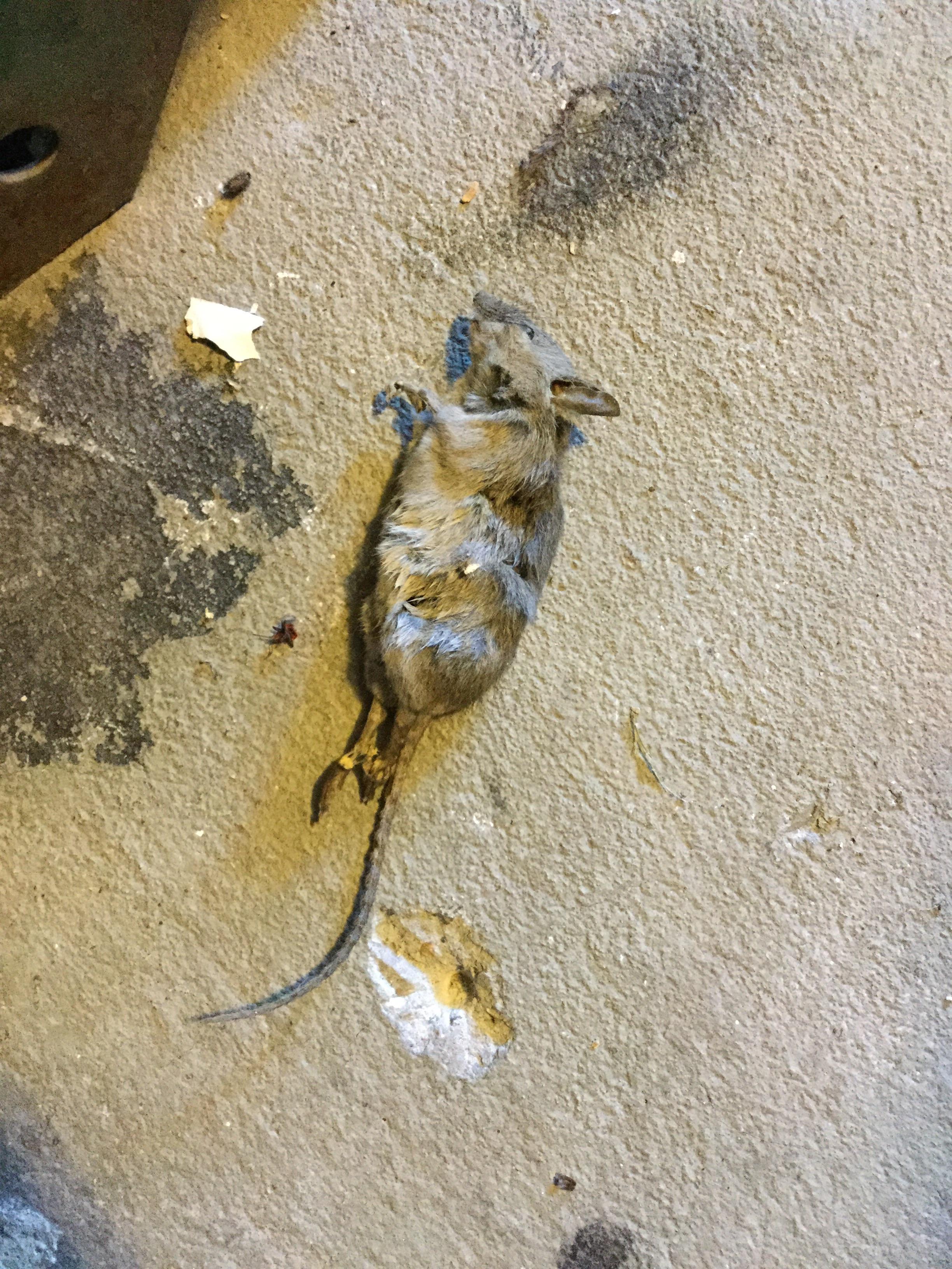 I found this dead mouse in the garage, is there a way I could save