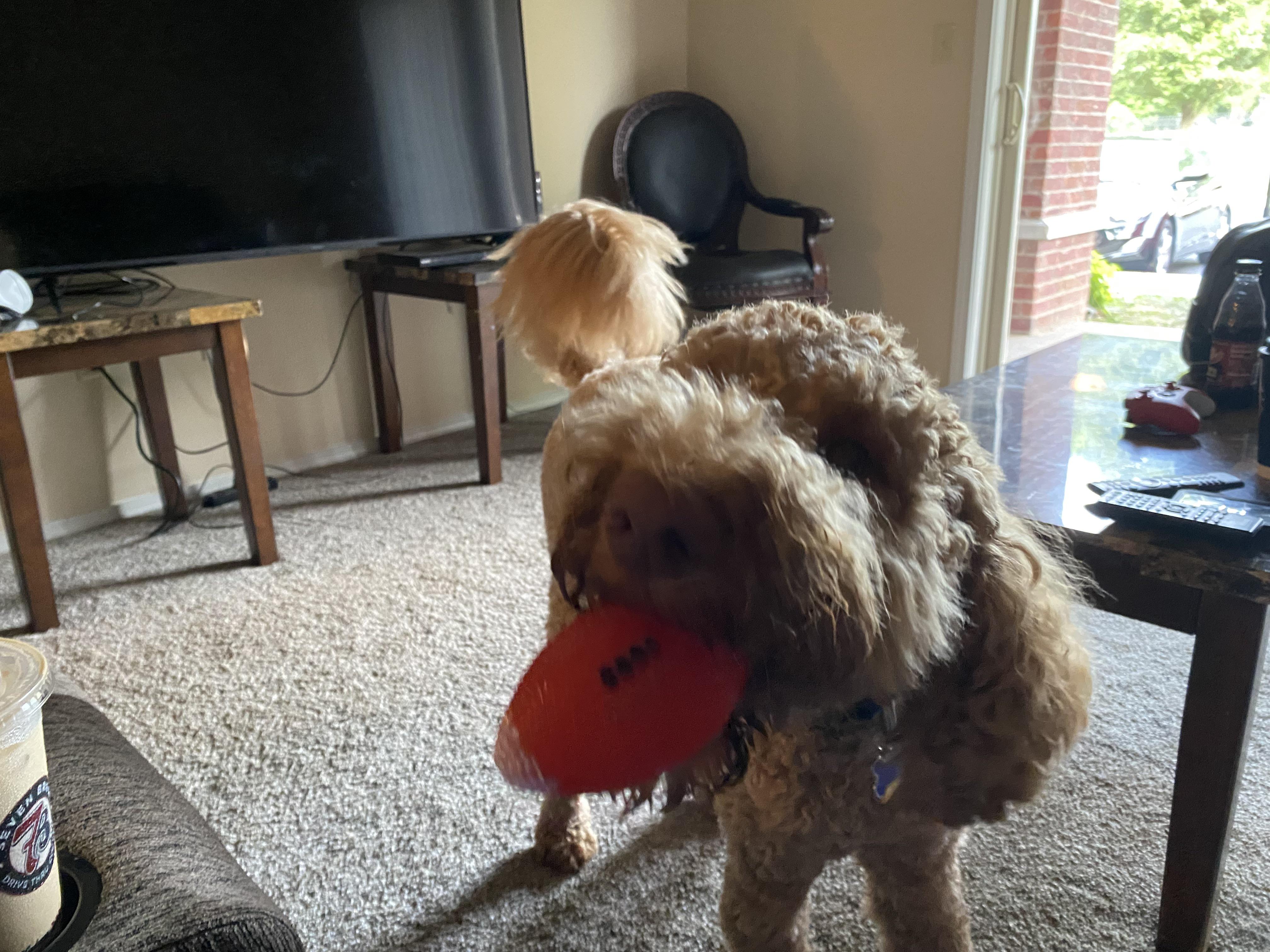 We moved into a new apartment today. I think Teddy approves. Just wait
