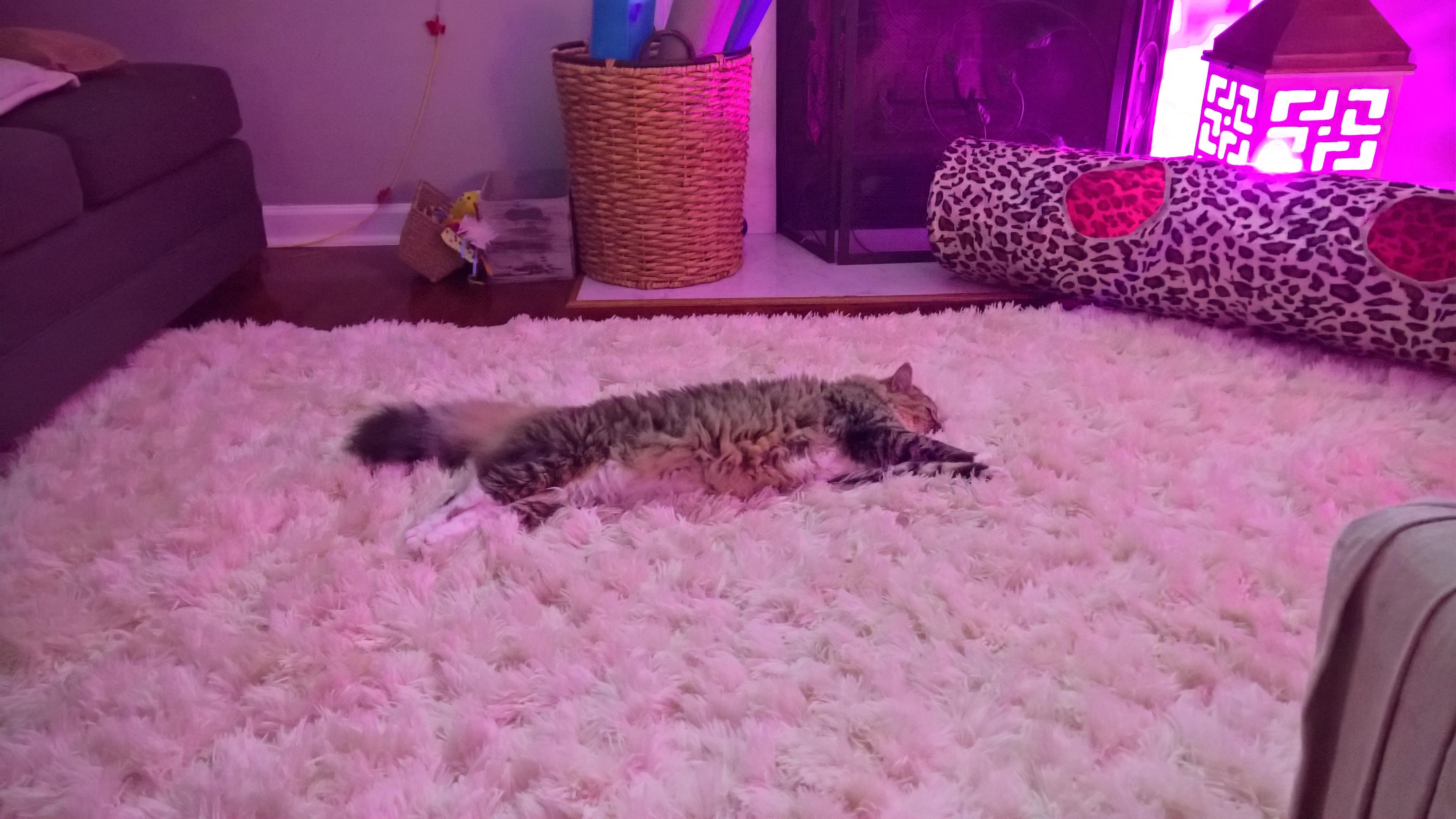 My cat loves the new shag rug r/aww