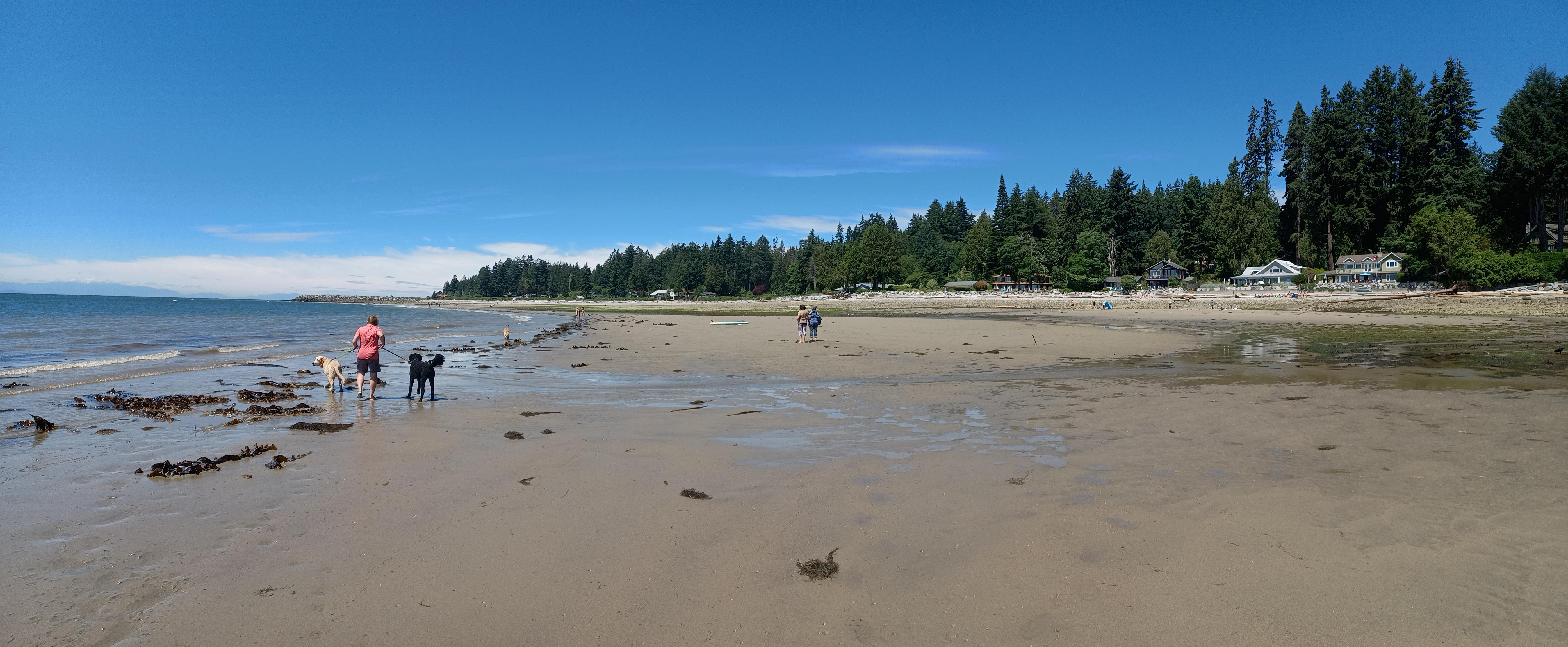 The low tide yesterday at Roberts Creek r/vancouver