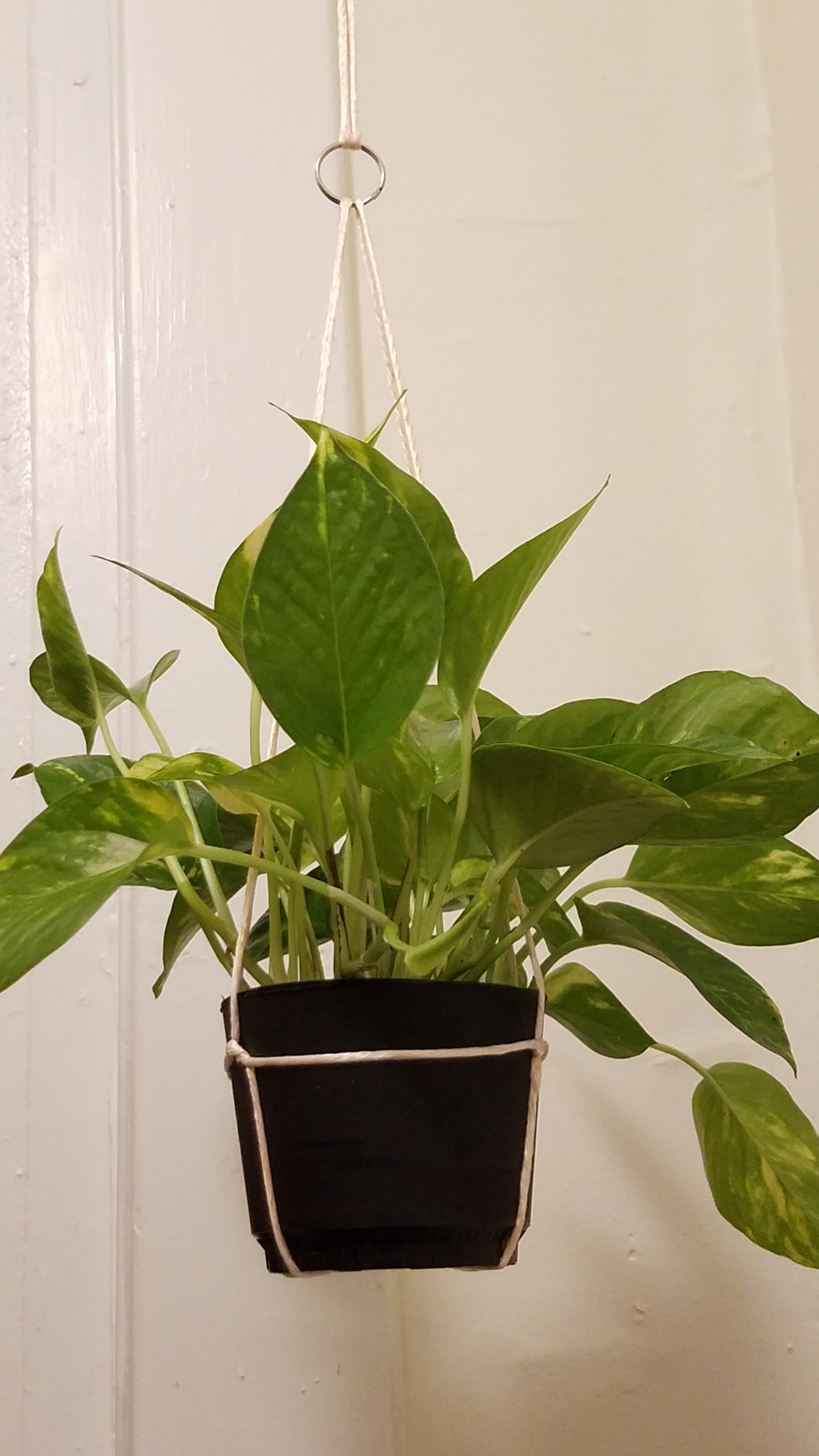 Cheap/free hanging plant option r/houseplants
