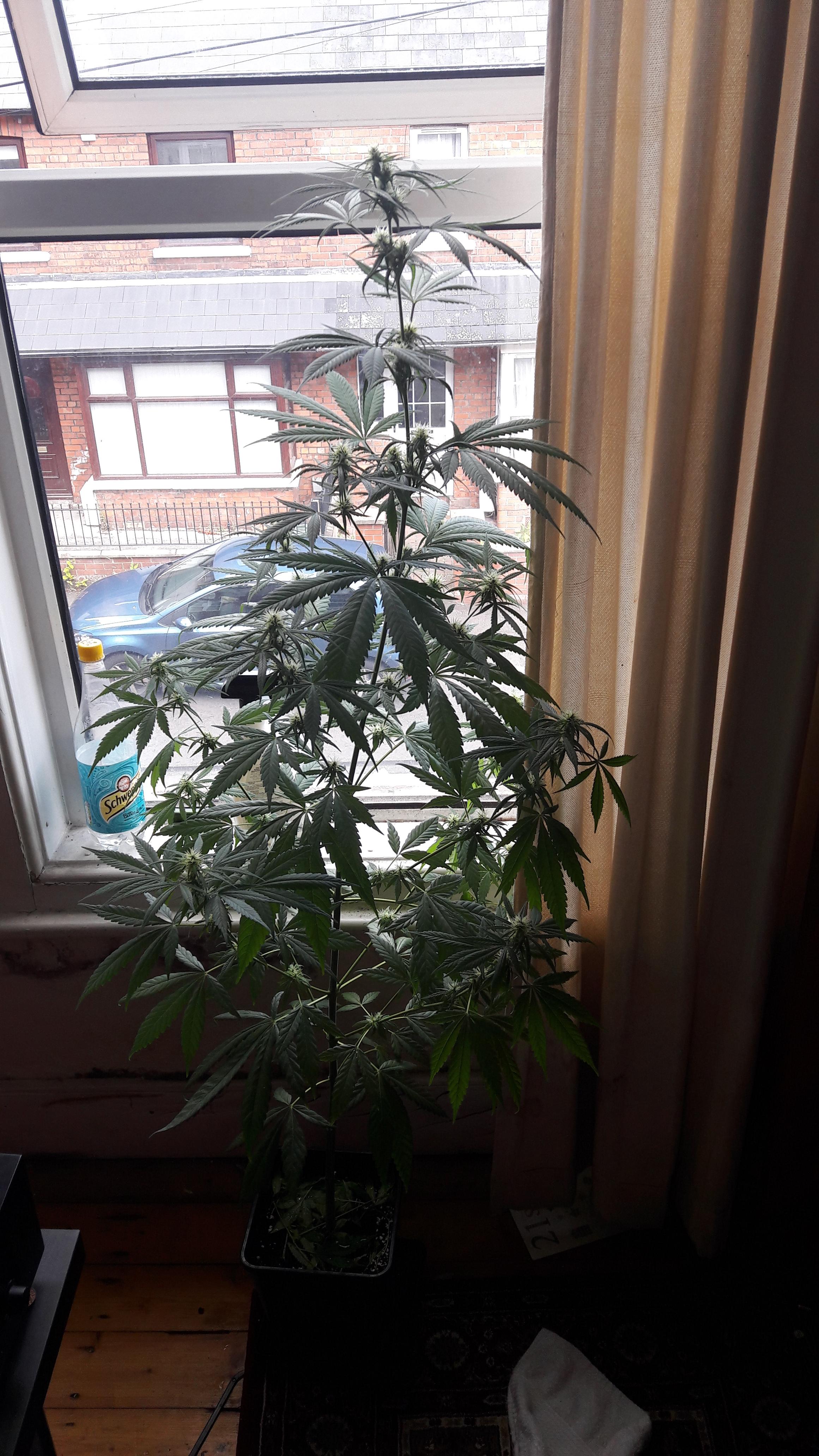 She's growing strong, first grow just on the window sill, northern