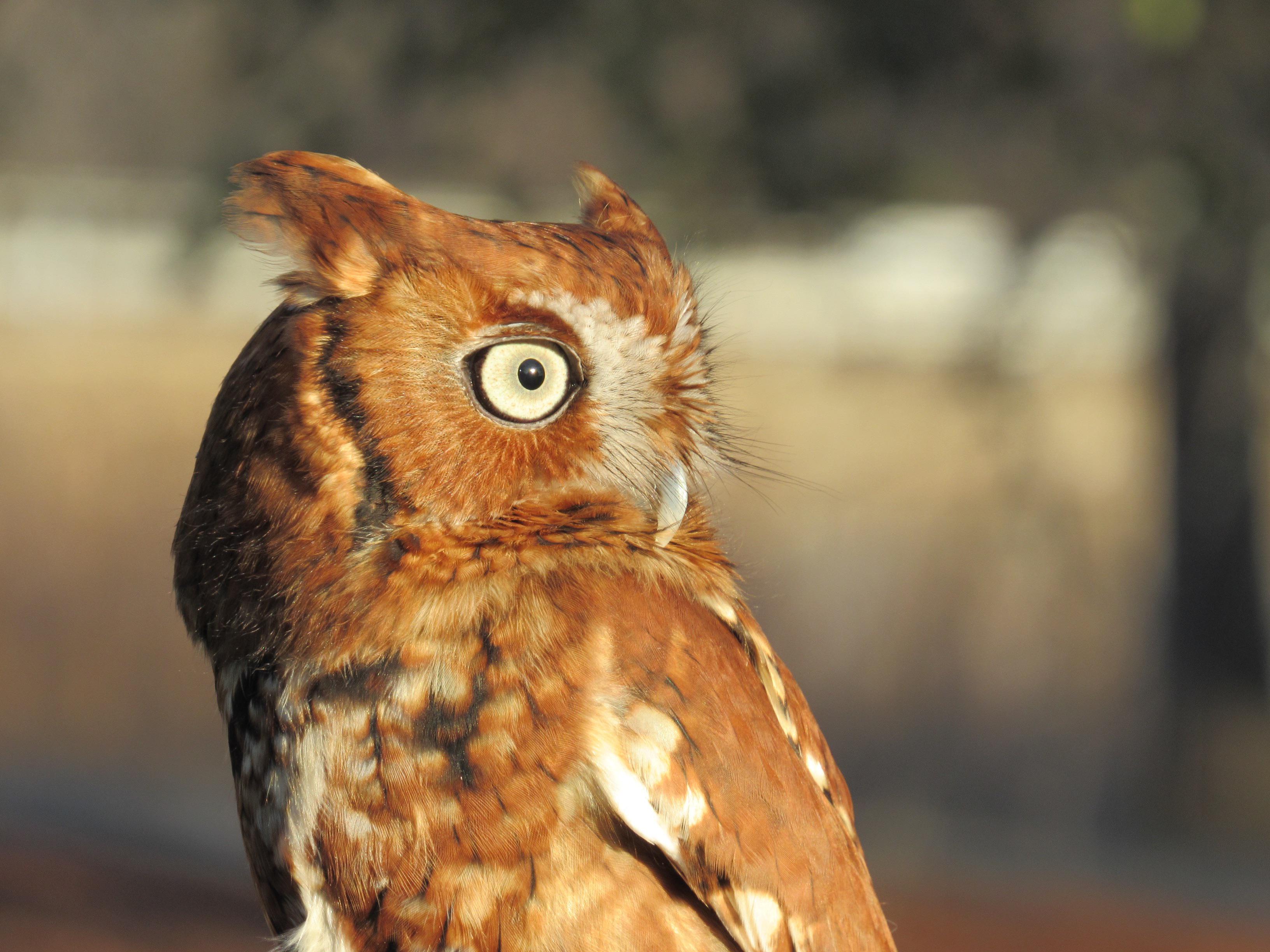 Eastern screech owls will keep live blind snakes in their nest as a way