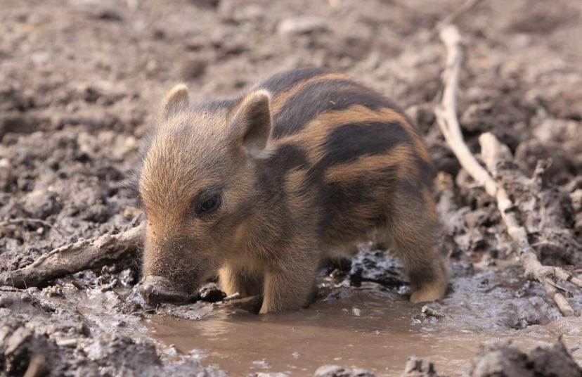 I have a new favorite baby wild boars r/aww