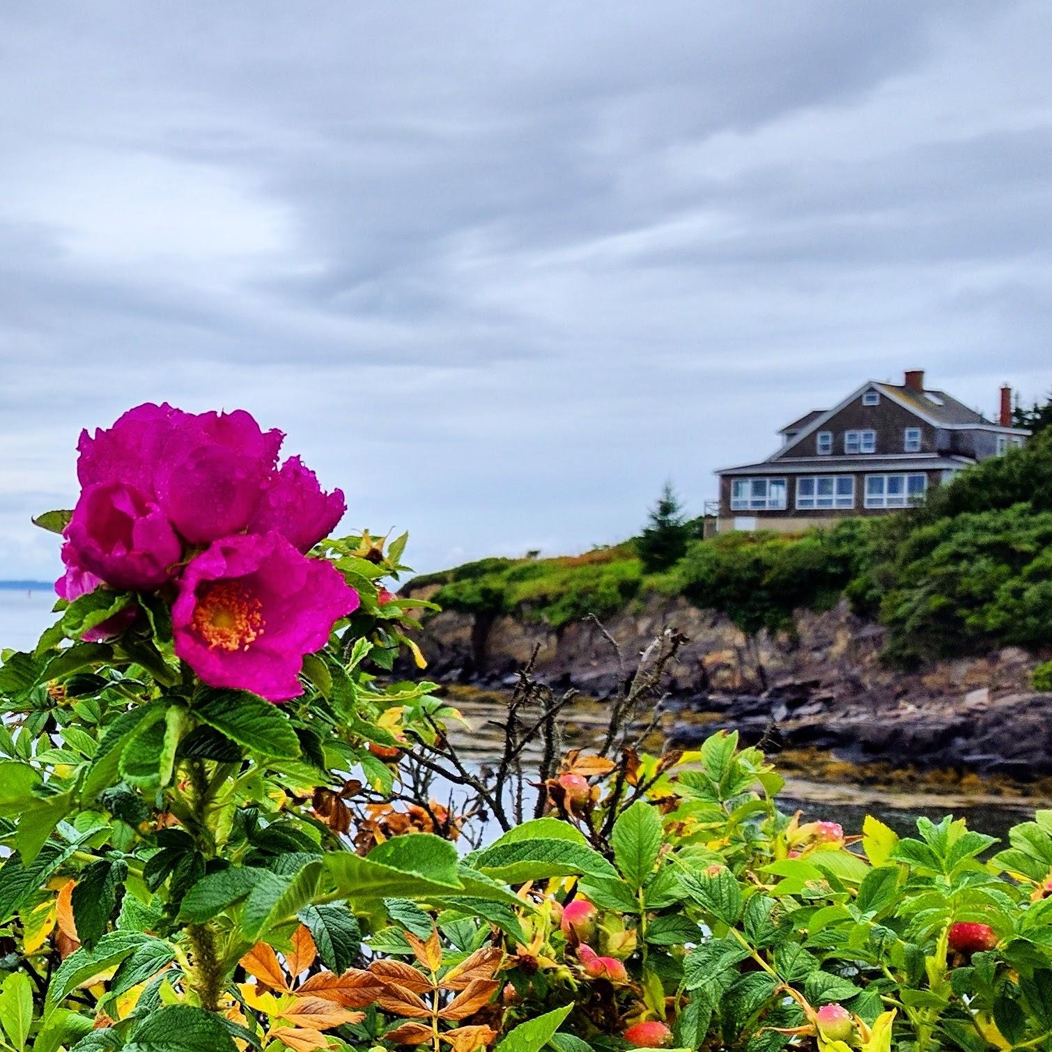 Beach roses at Land's End, Bailey Island, Harpswell r/Maine