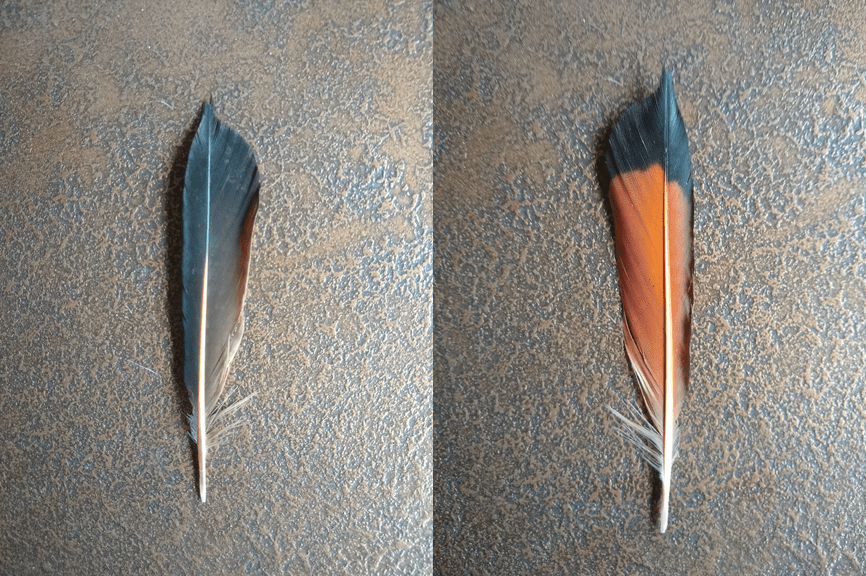 This 4 inch feather found near Seattle, WA whatsthisbird
