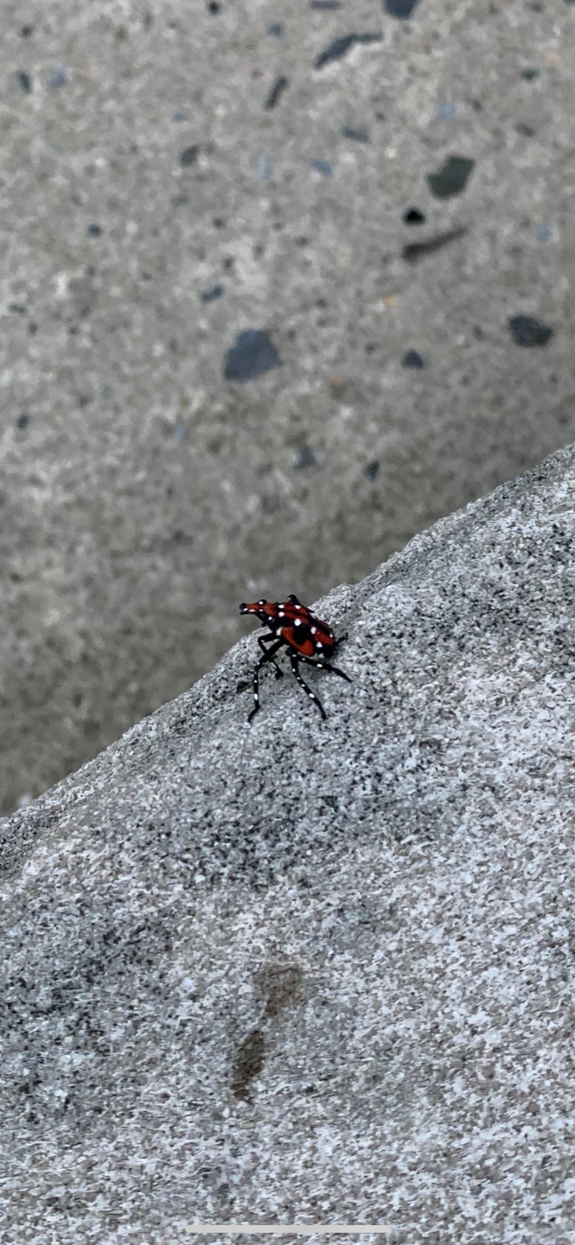 What is this bug? whatsthisbug