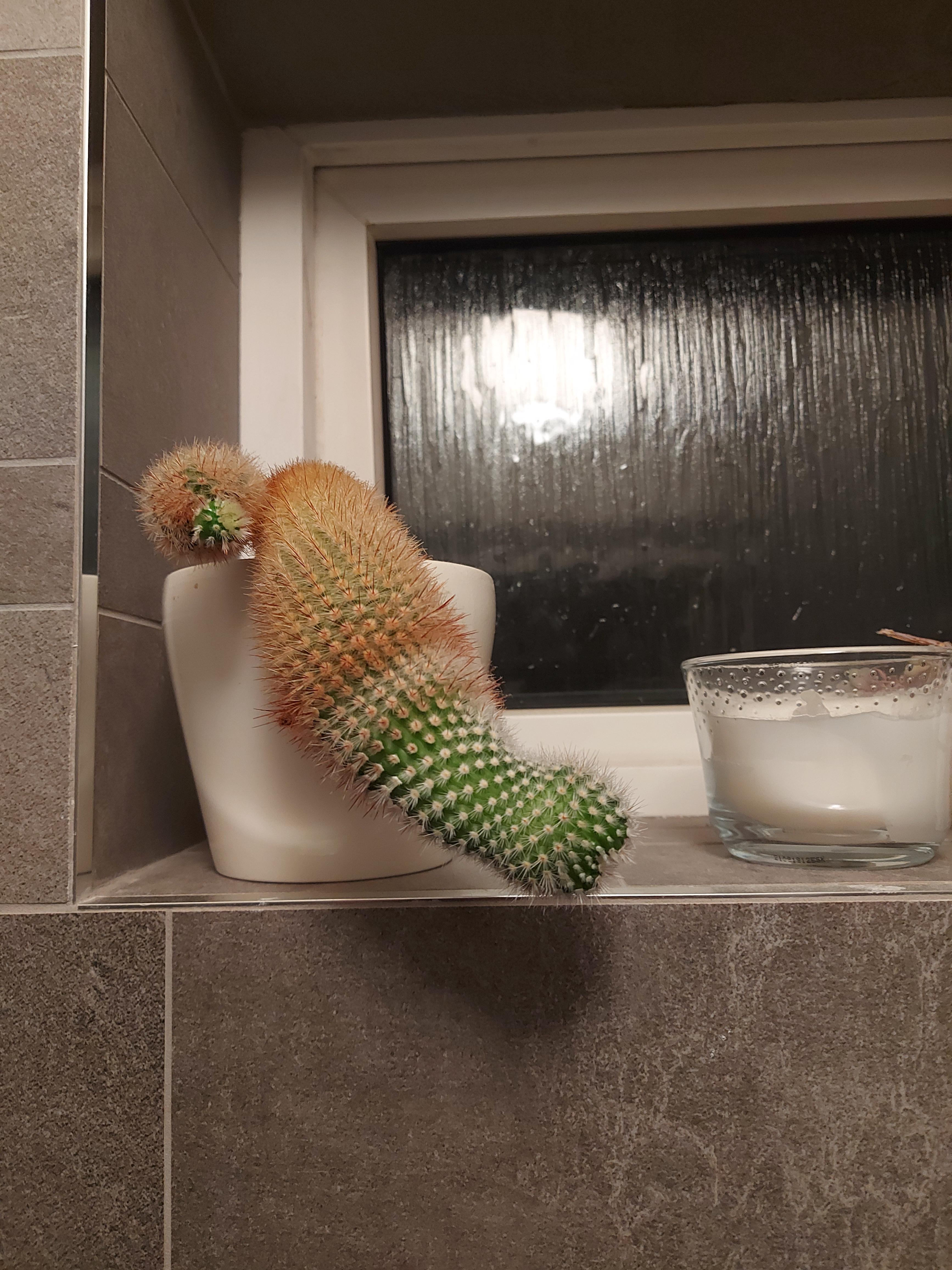 This cactus in my parents bathroom, I'm really not sure what to do with