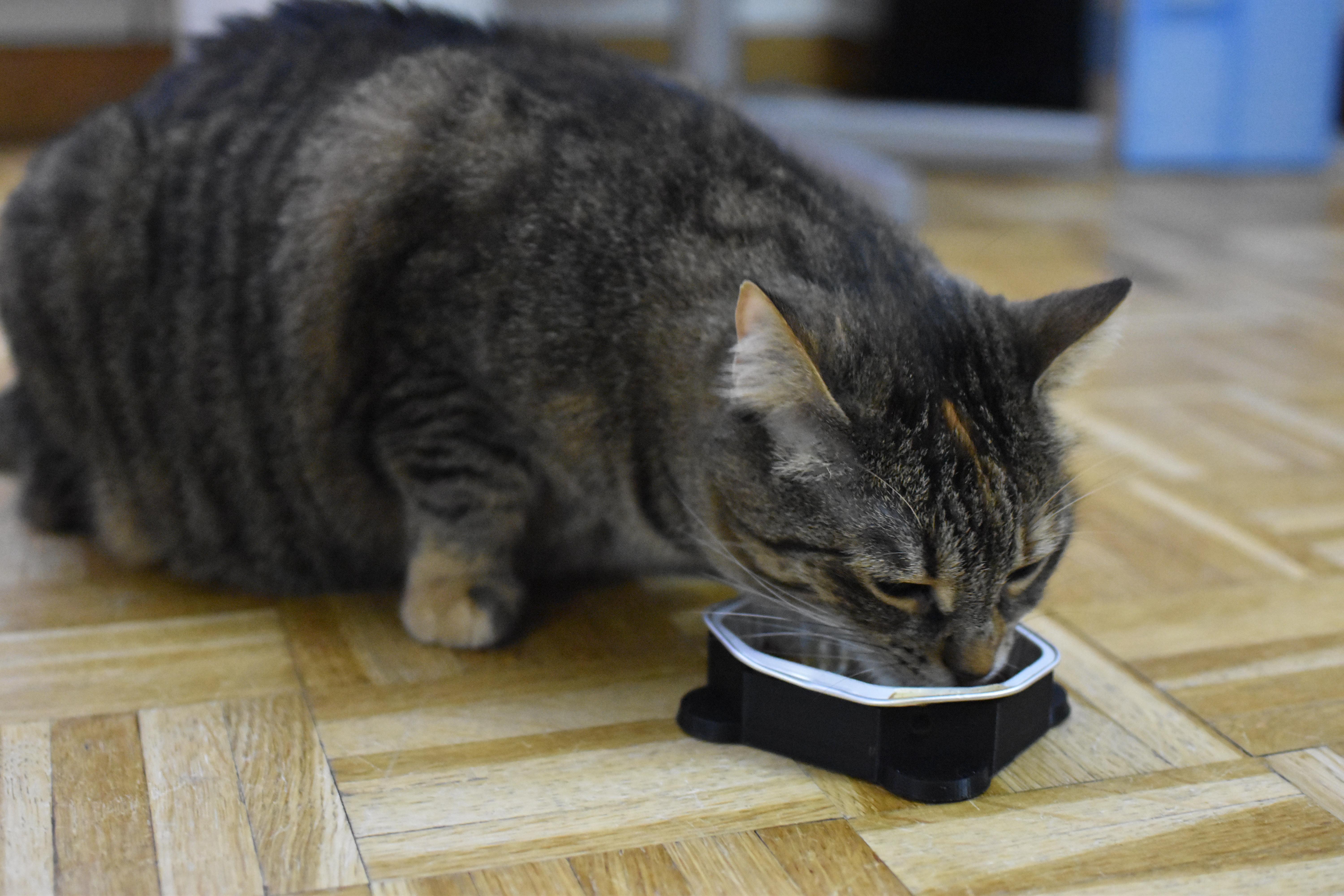 Made a cat food tray holder, no more bowls to wash. r/functionalprint