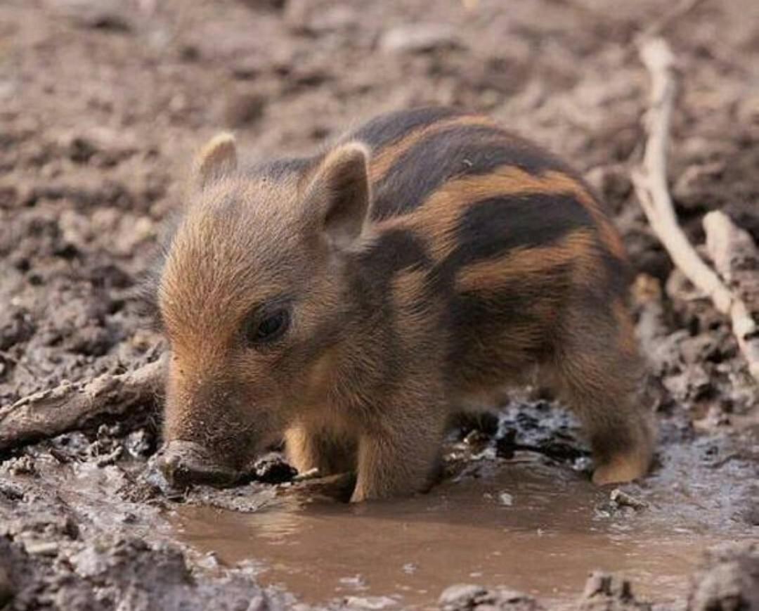 🔥 unbelievably cute wild boar piglet r/pics