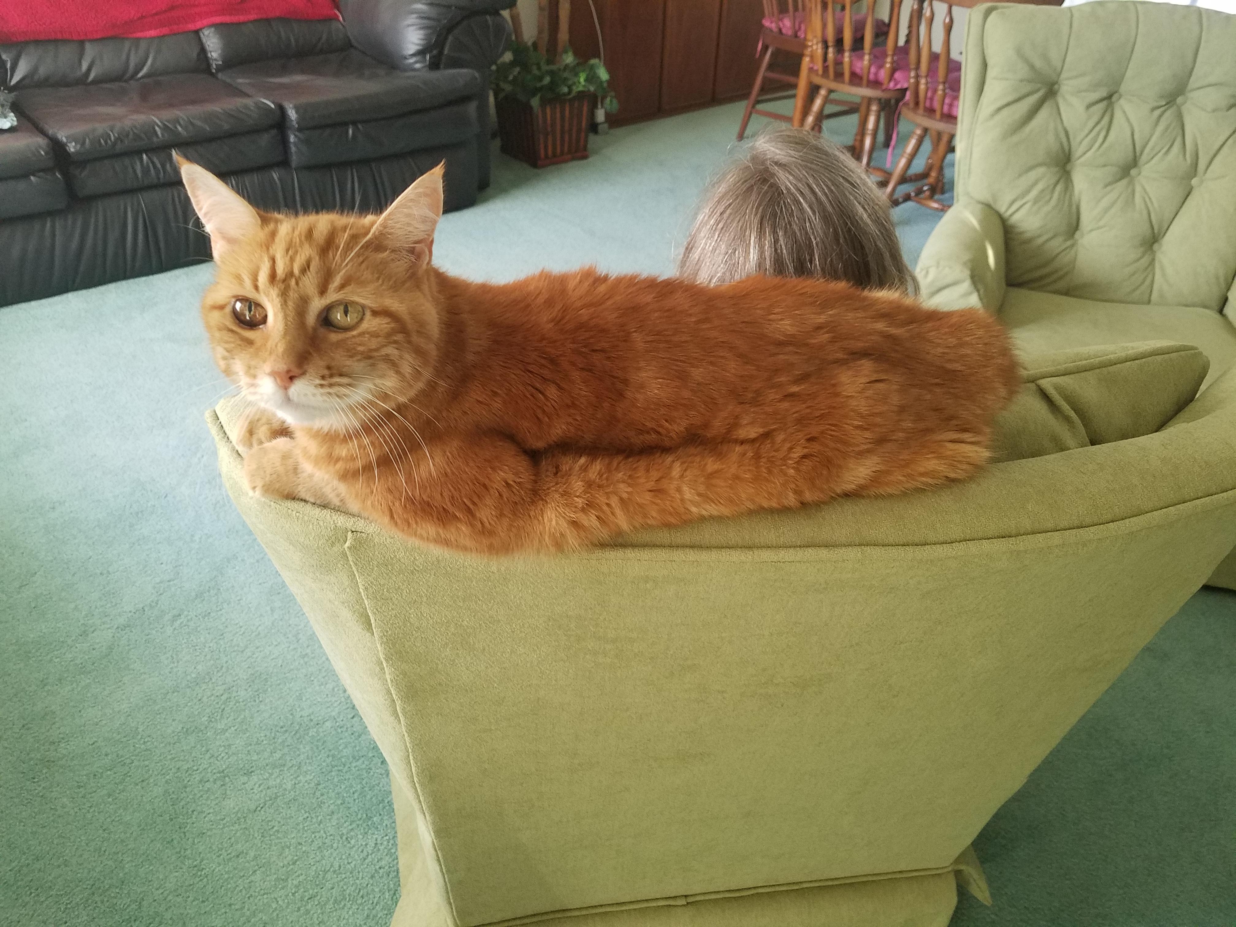 19 years ago I found this kitten meowing outside under a Bush. Brought