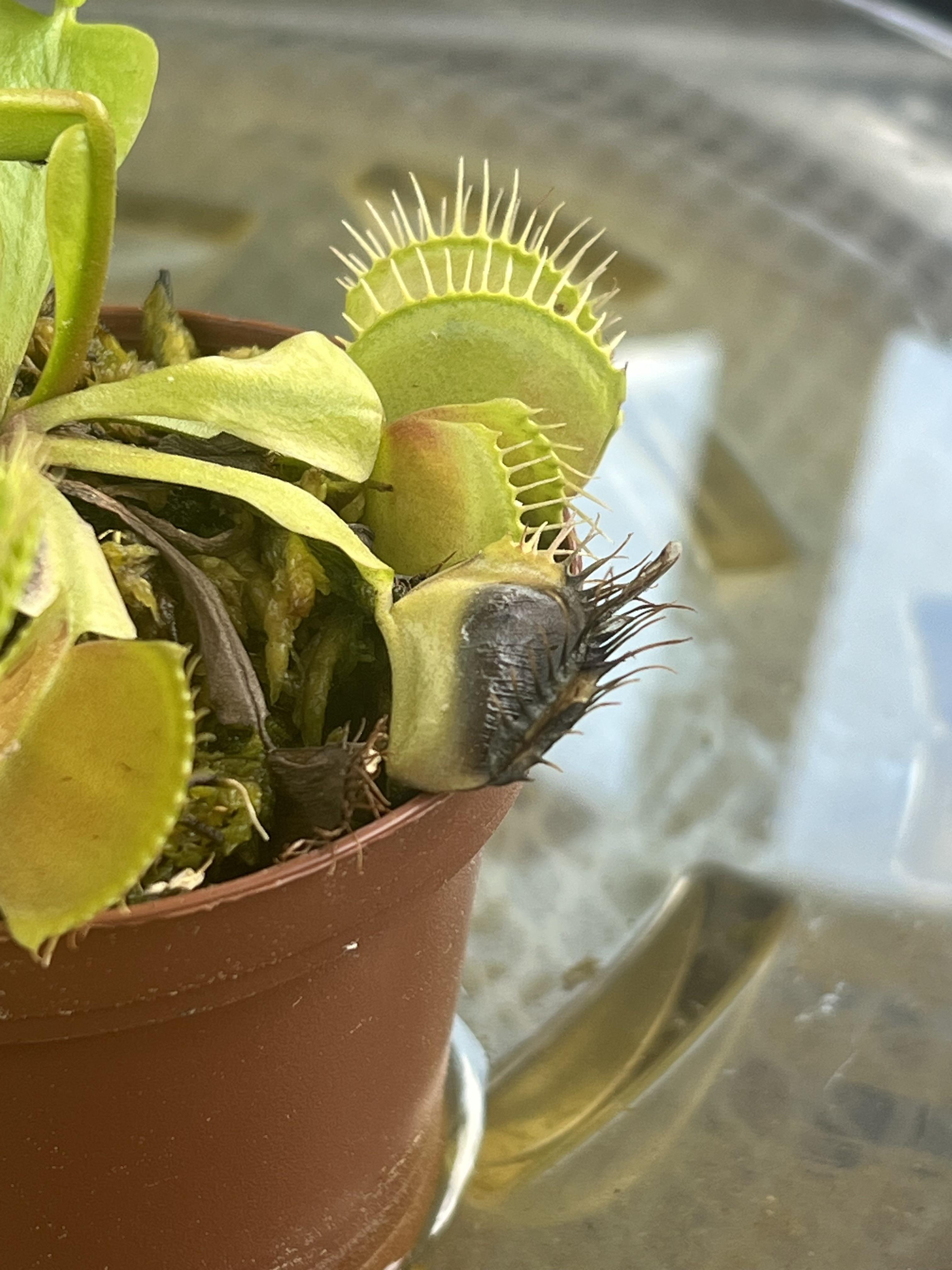 Venus Flytrap Eating A Snake