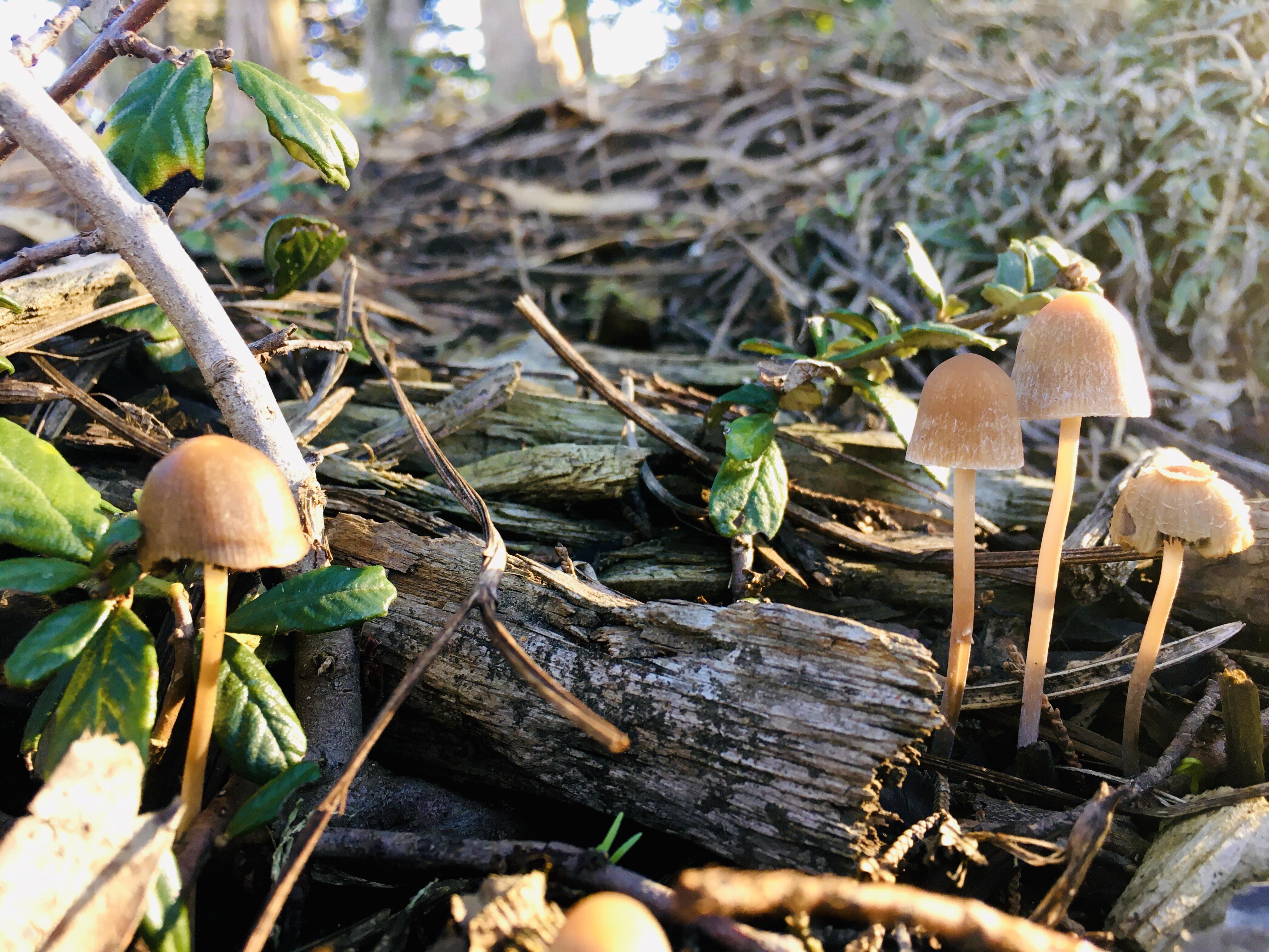 Brittle stems r/Mushrooms