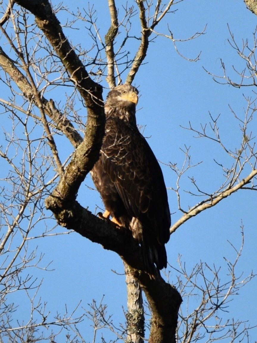 Immature Bald Eagle in NC birdsofprey