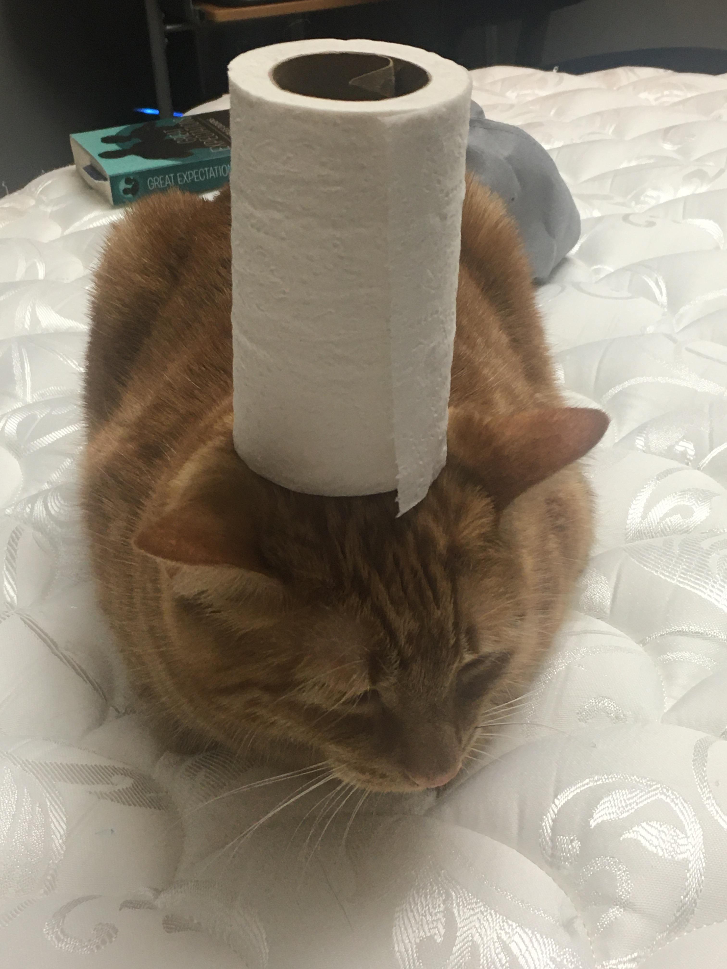 Toilet paper hat r/StuffOnCats