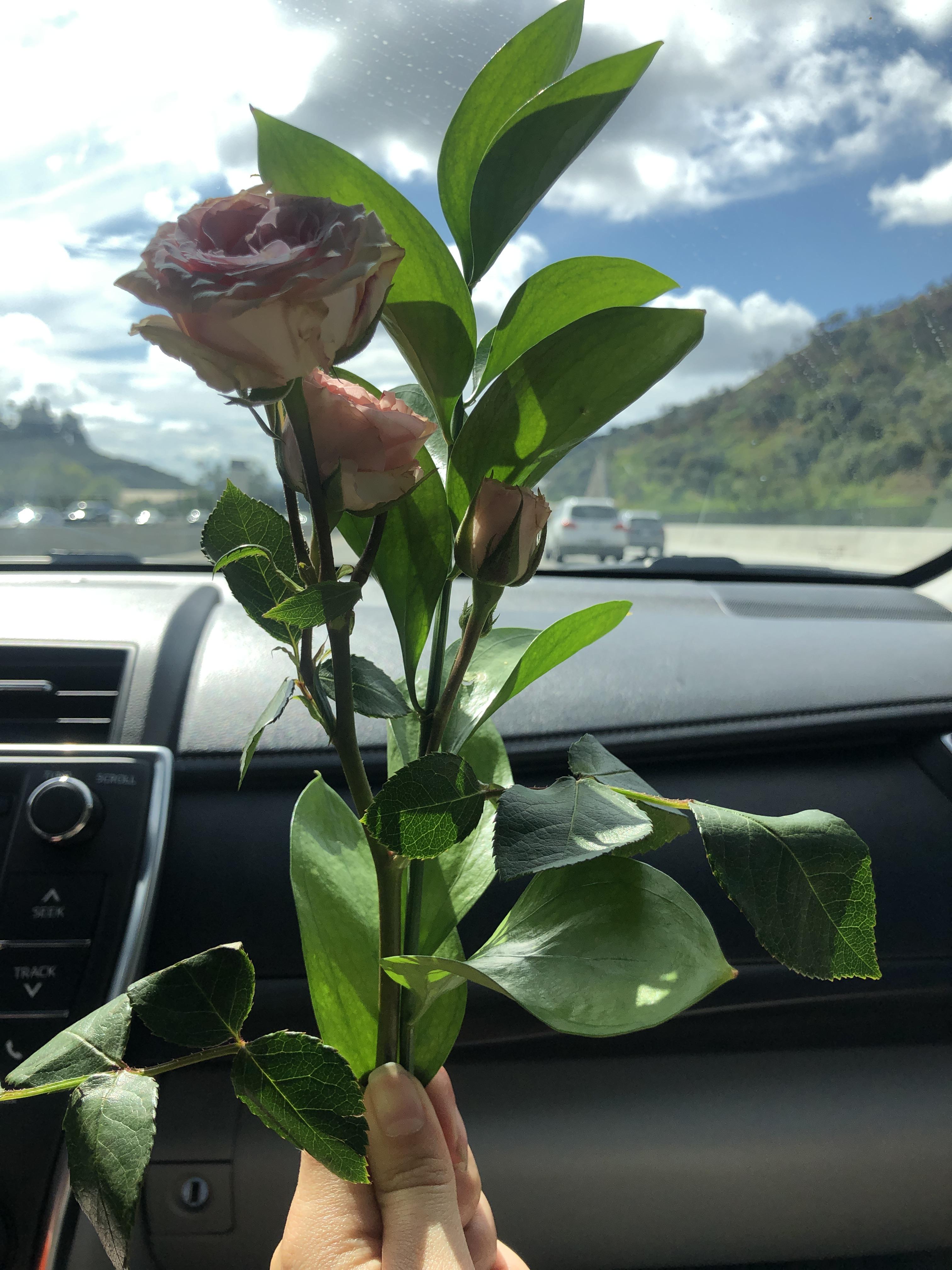 Got a small bouquet of what I think are mini roses.. can I replant /propagate from these? If so