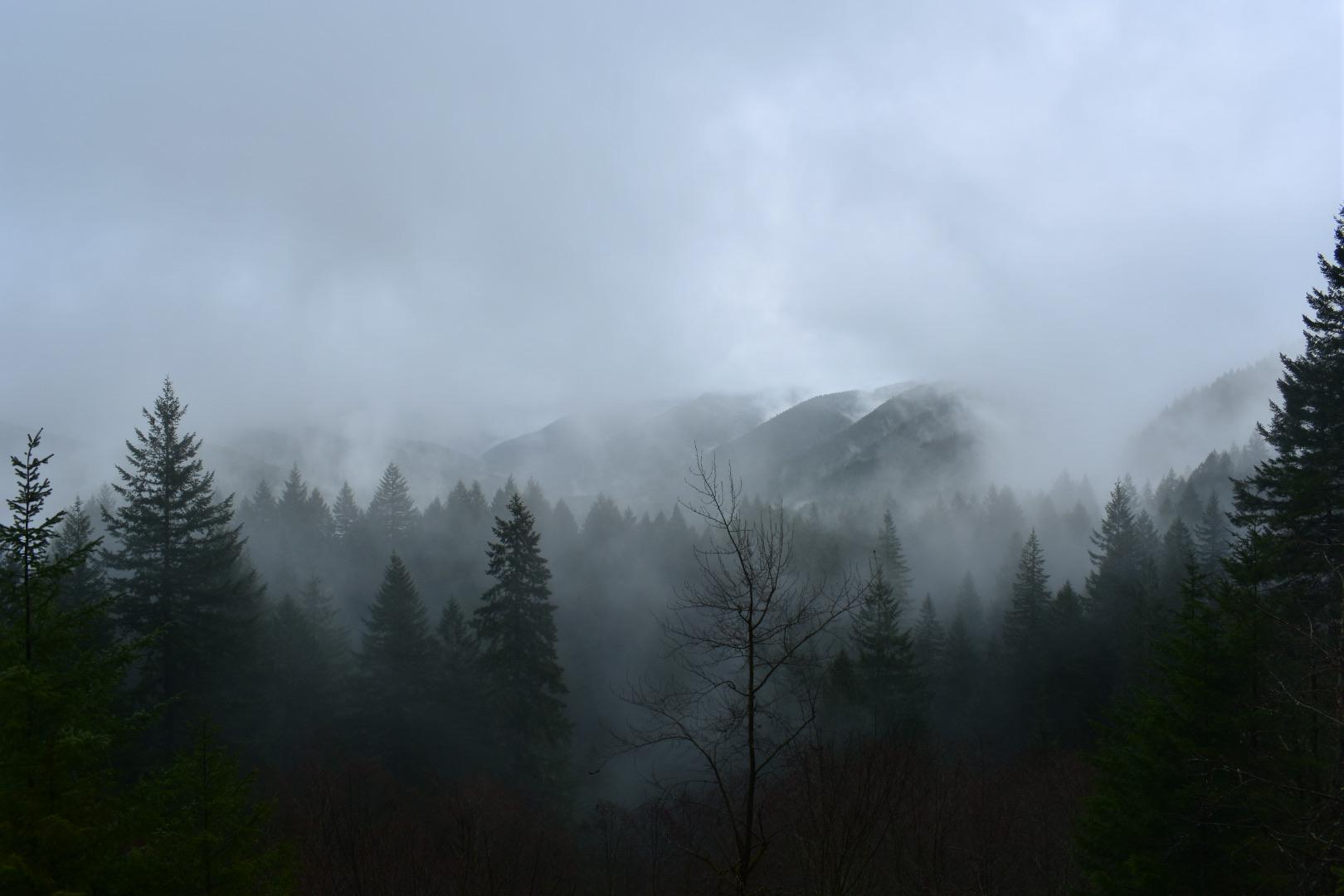 “Quiescence” Chelatchie, WA [OC] 6000x4000 r/AmateurPhotography