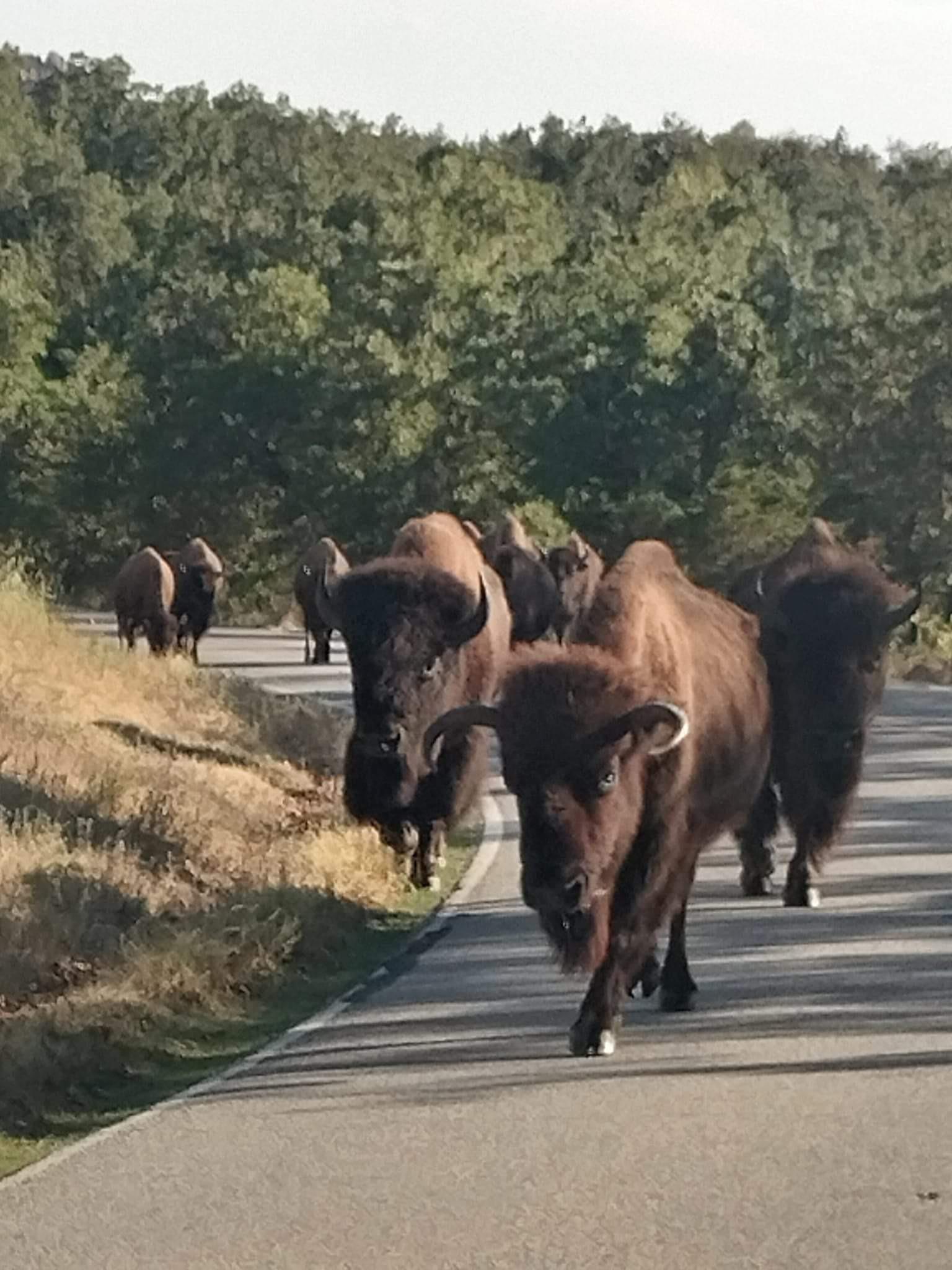 🔥 Bison with front facing horns r/NatureIsFuckingLit