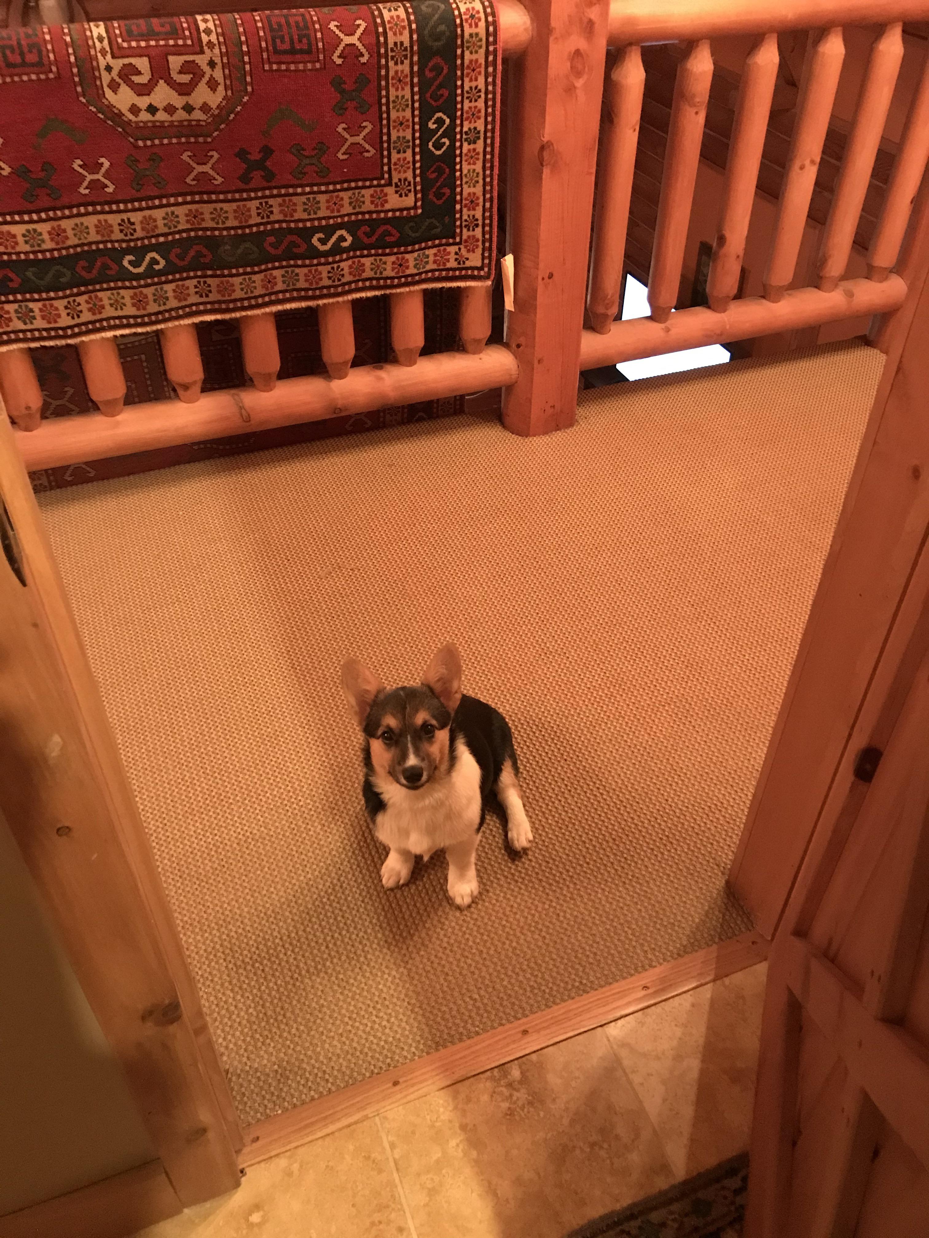 My dog waits for me outside the bathroom everyday r/aww