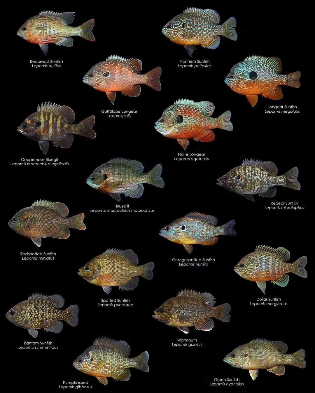 All the currently described sunfish species (and coppernose bluegill) r/SunfishSpecies