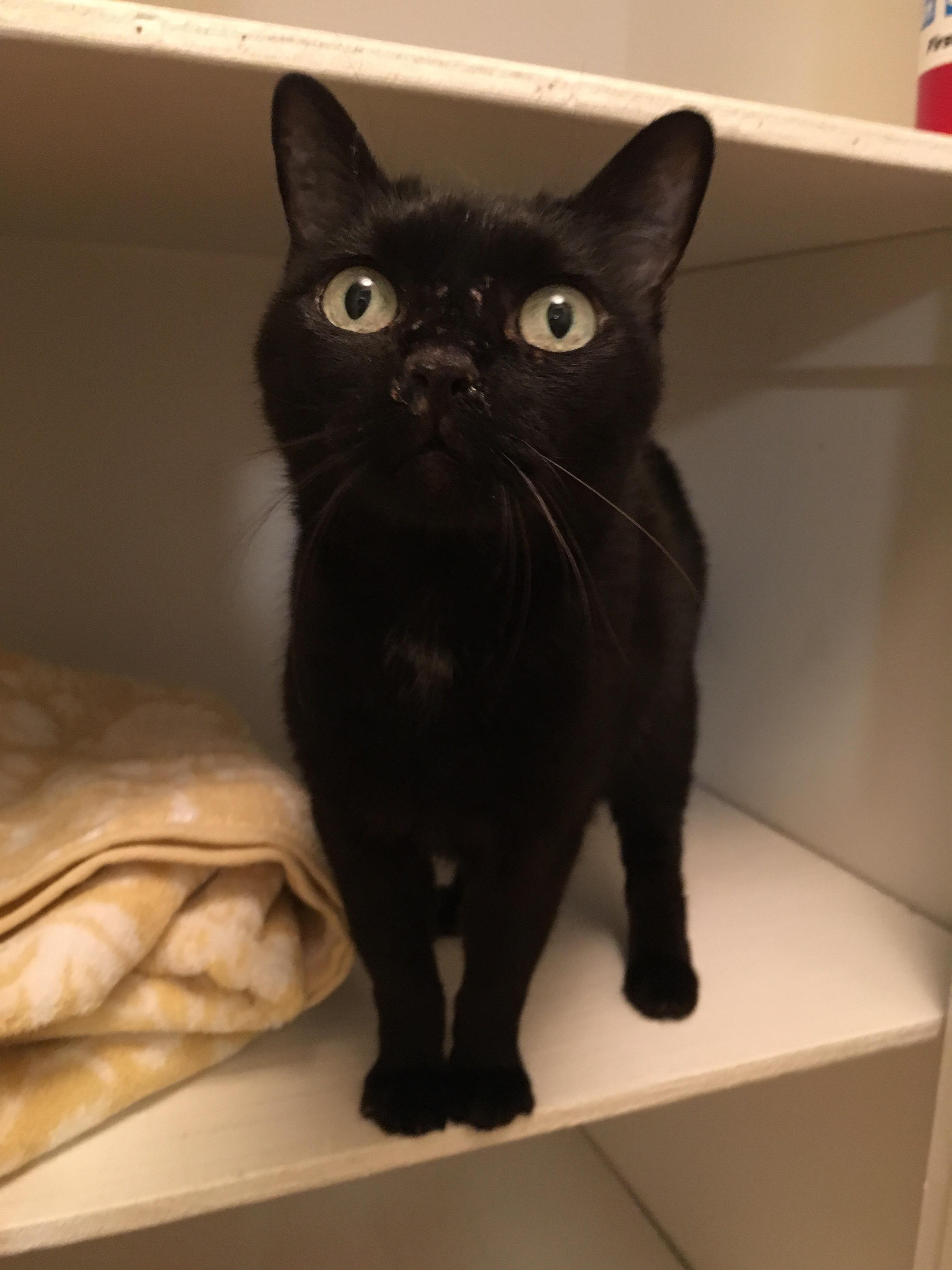 Meet Wednesday! This little 13 year old girl was adopted