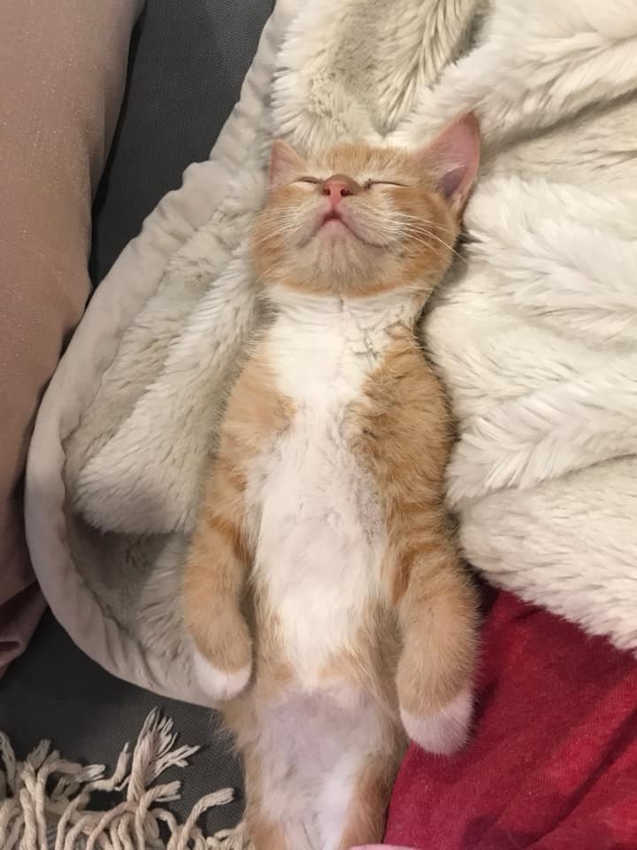 This little guy got adopted earlier today. He seems to be adjusting to