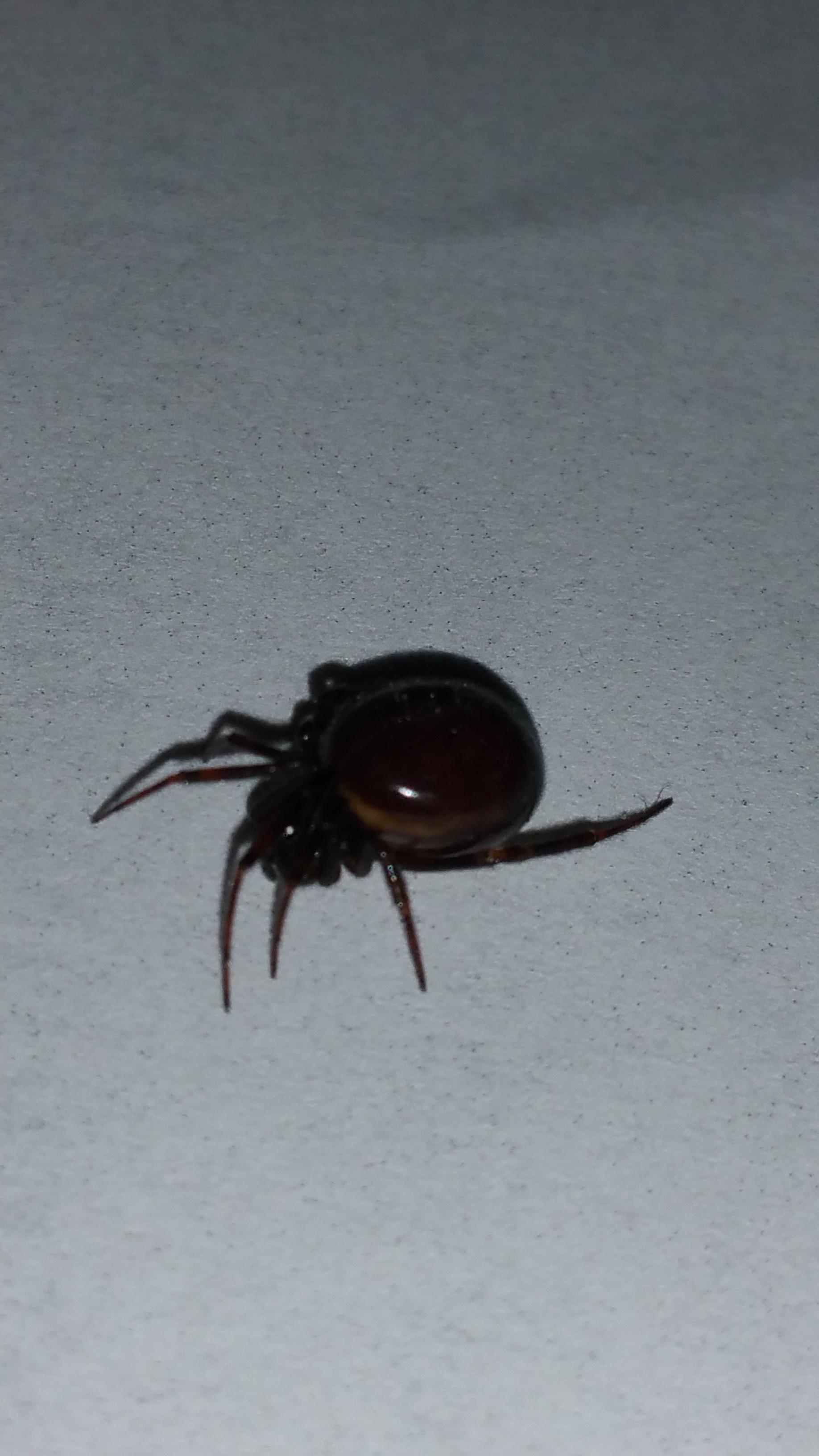 Trying to identify this spider. Found in upstate New York in the usa
