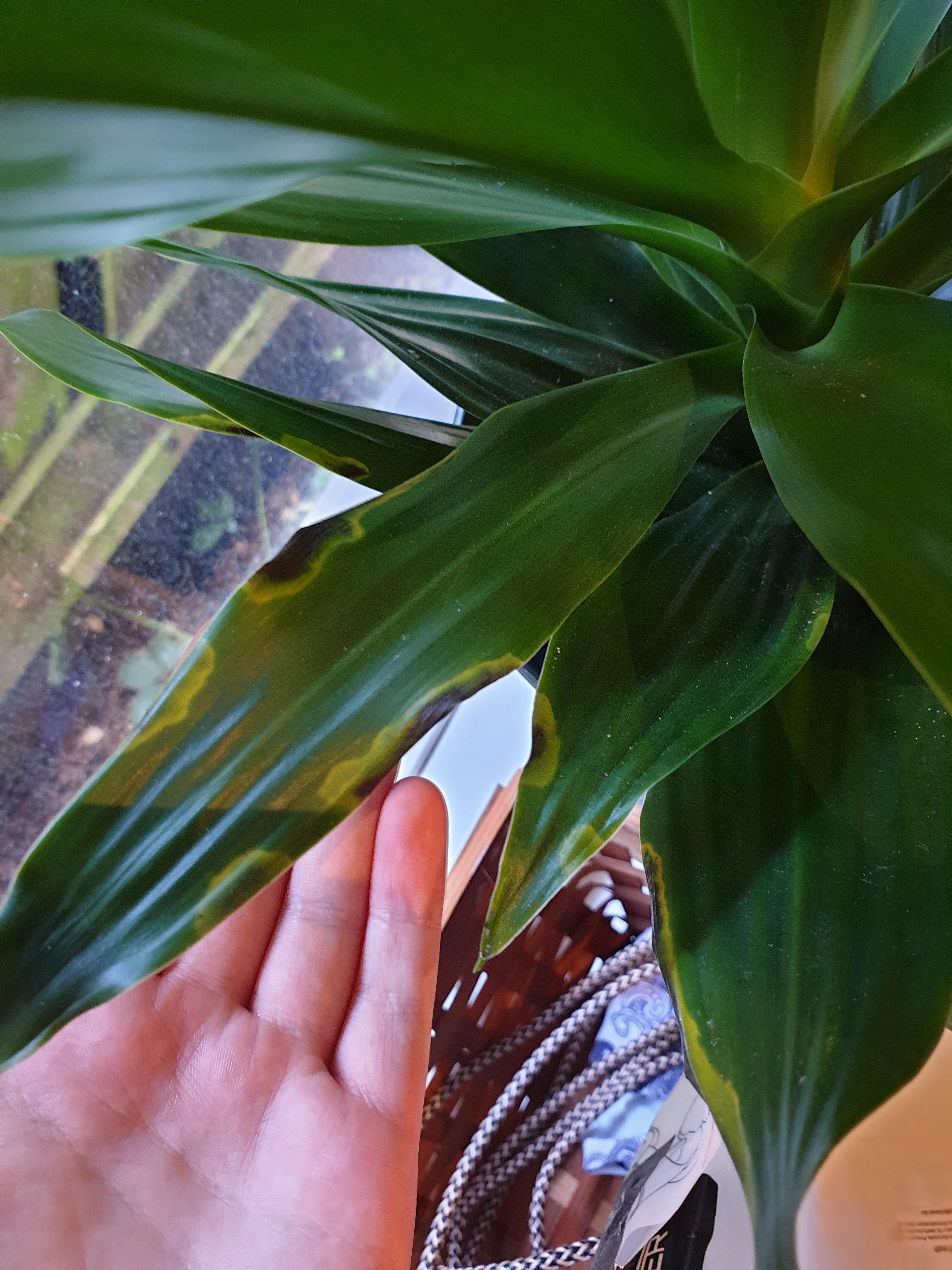 New Dracaena plant, several leaves getting these spots. Have only
