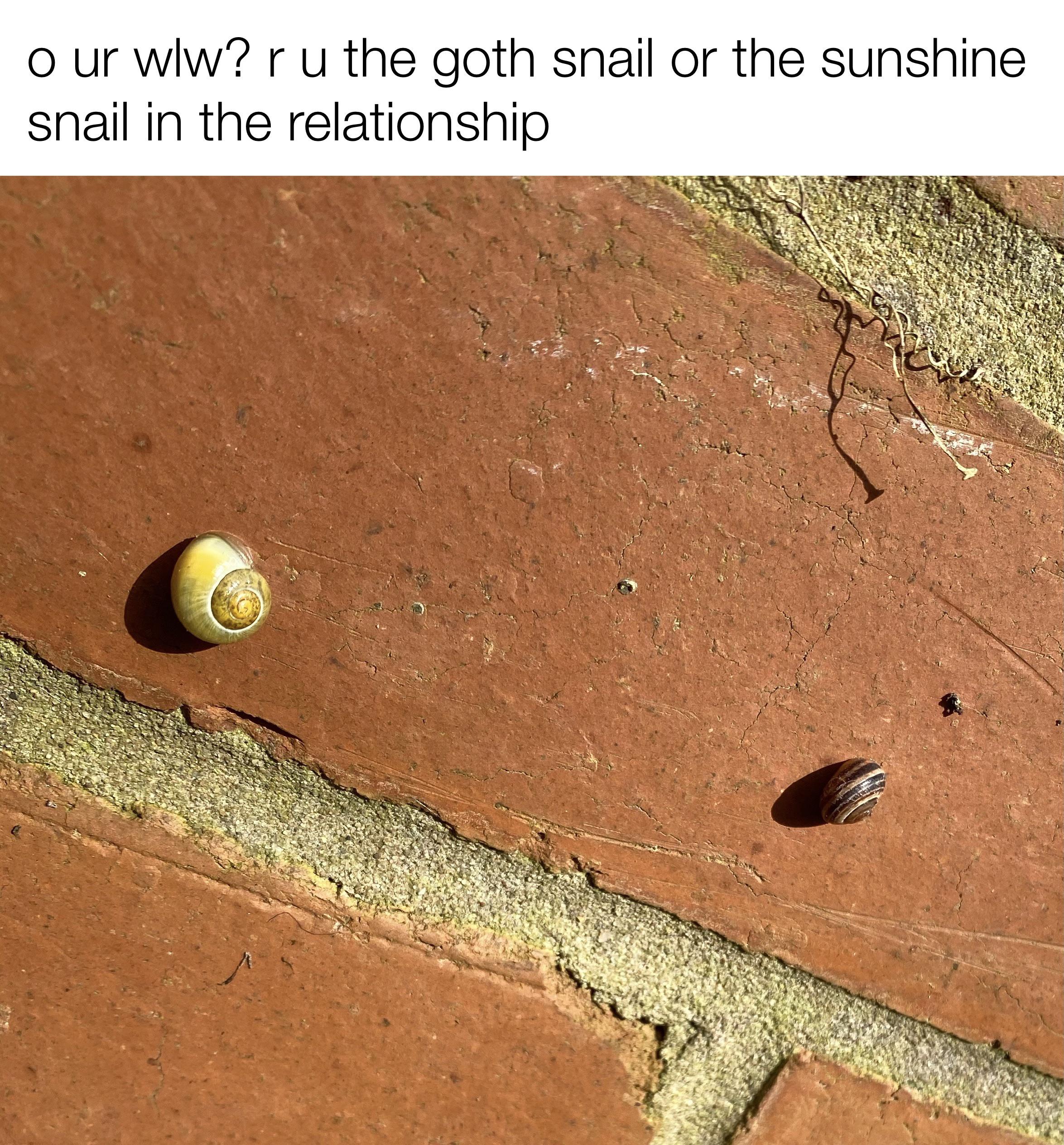 my sister saw these snails and forced me to make a meme actuallesbians