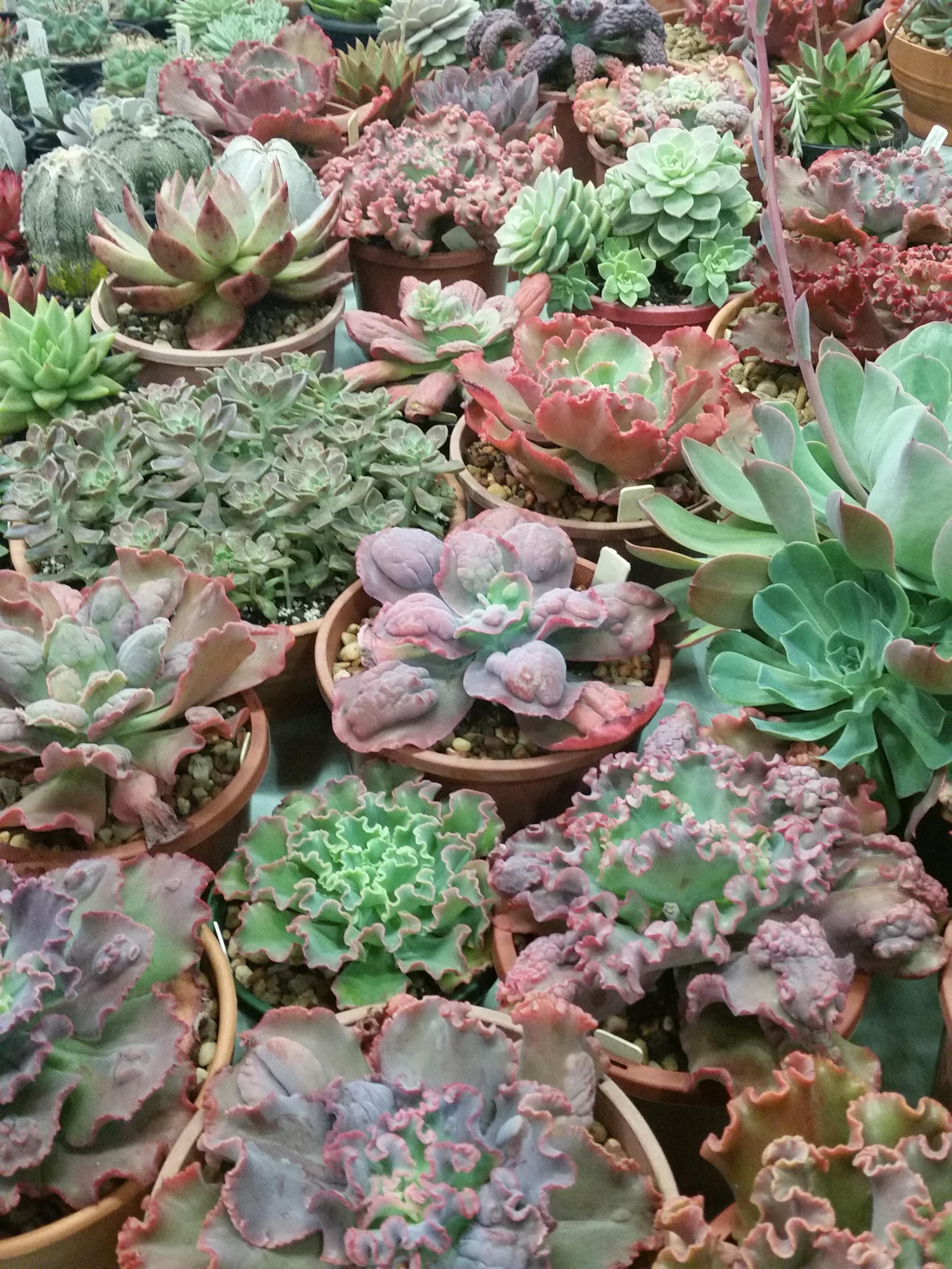 plants displayed at the Cacti/Succulents Expo in Brisbane r/succulents