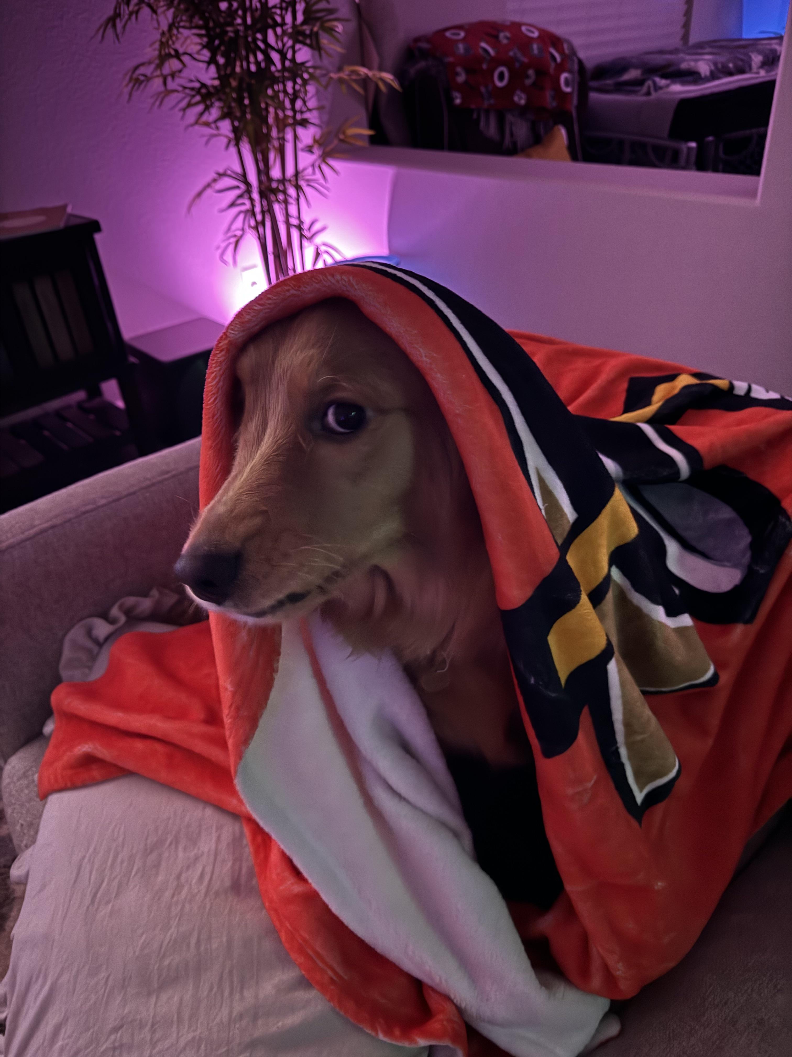 Going through our first heat r/goldenretrievers