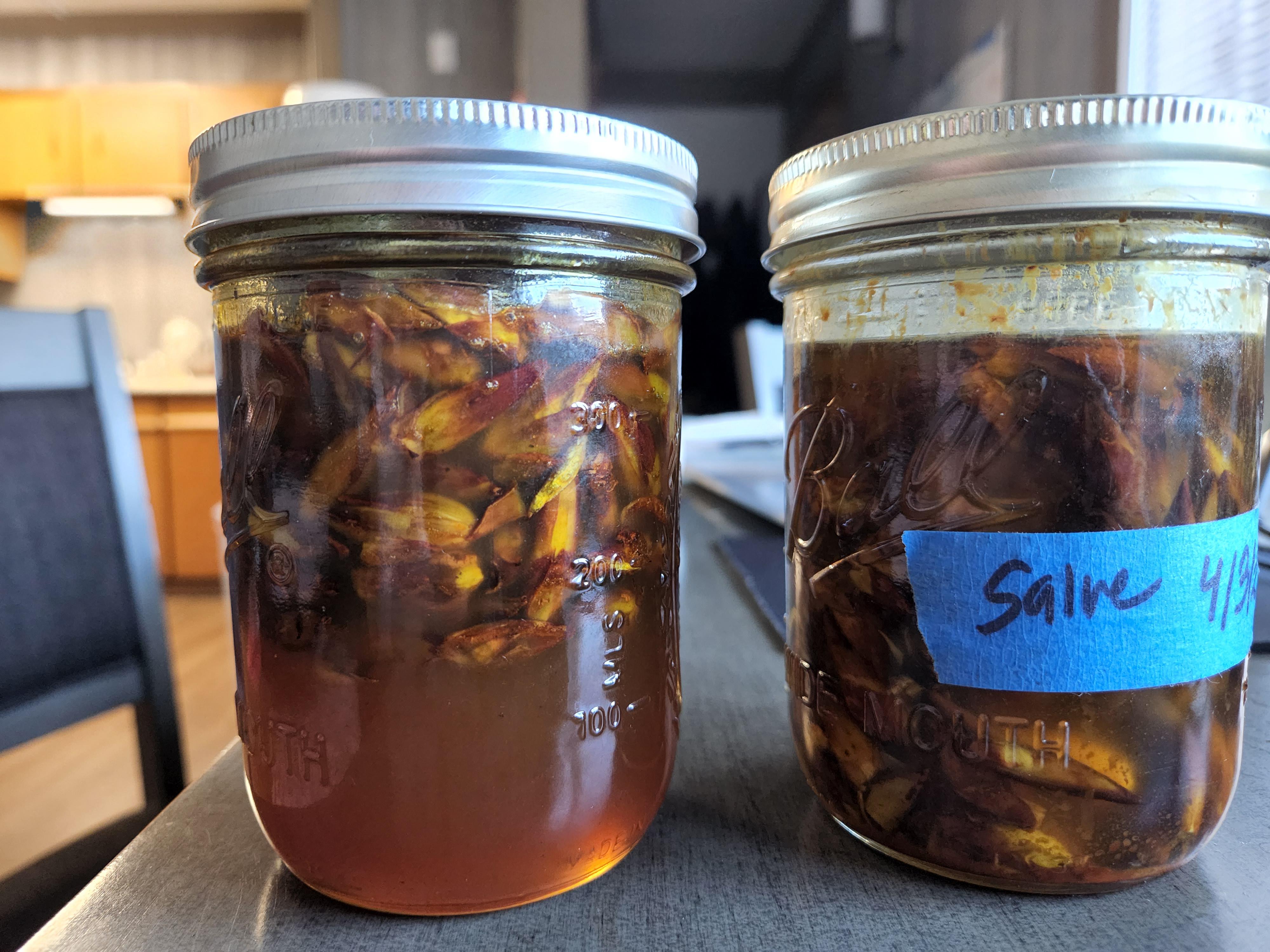 Cottonwood buds in honey and olive oil, almost springtime in Alaska! foraging