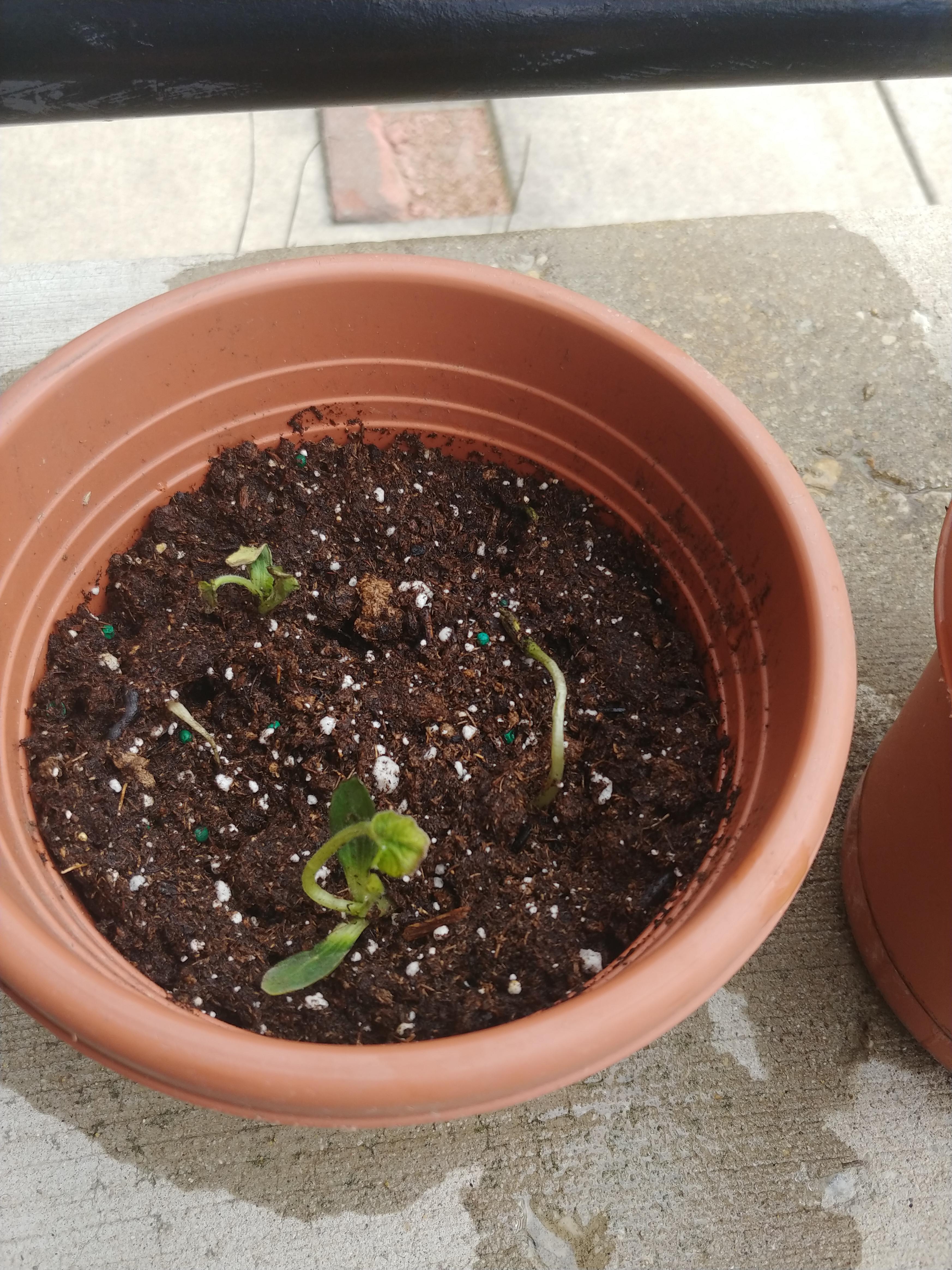 I need help! My zucchini plant is wilting! gardening