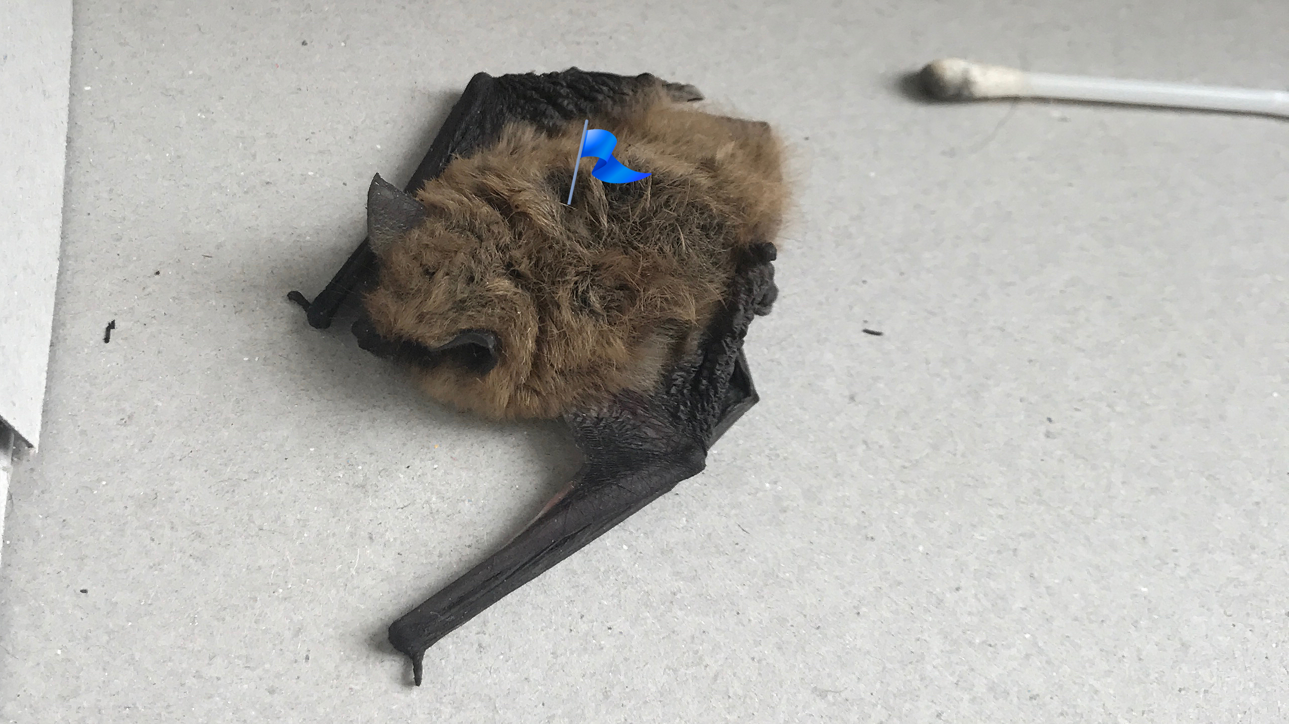 comments by skittlekev