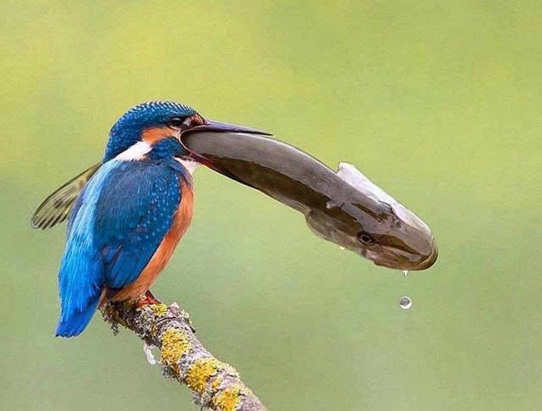 Kingfisher catch big fish r/natureismetal