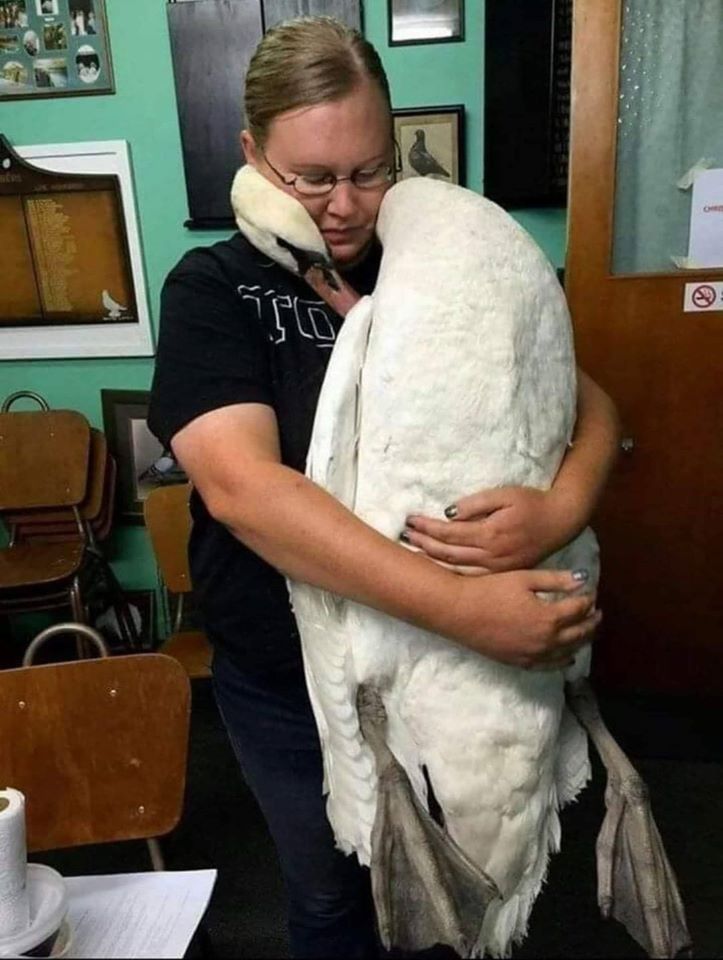 This swan hugging the vet who saved its life