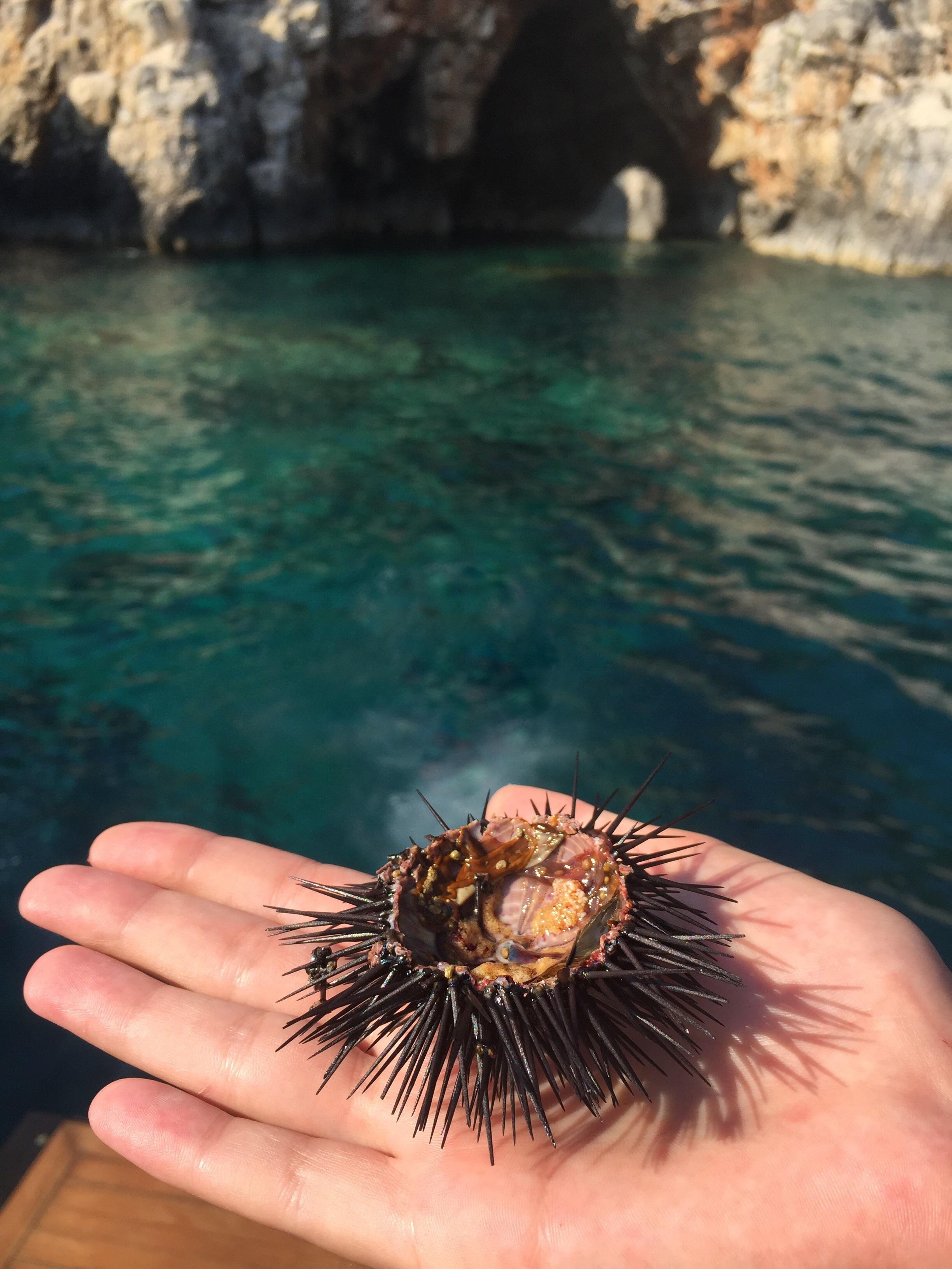 Raw sea urchin off the coast of Croatia (lunch & a view!) r/foraging