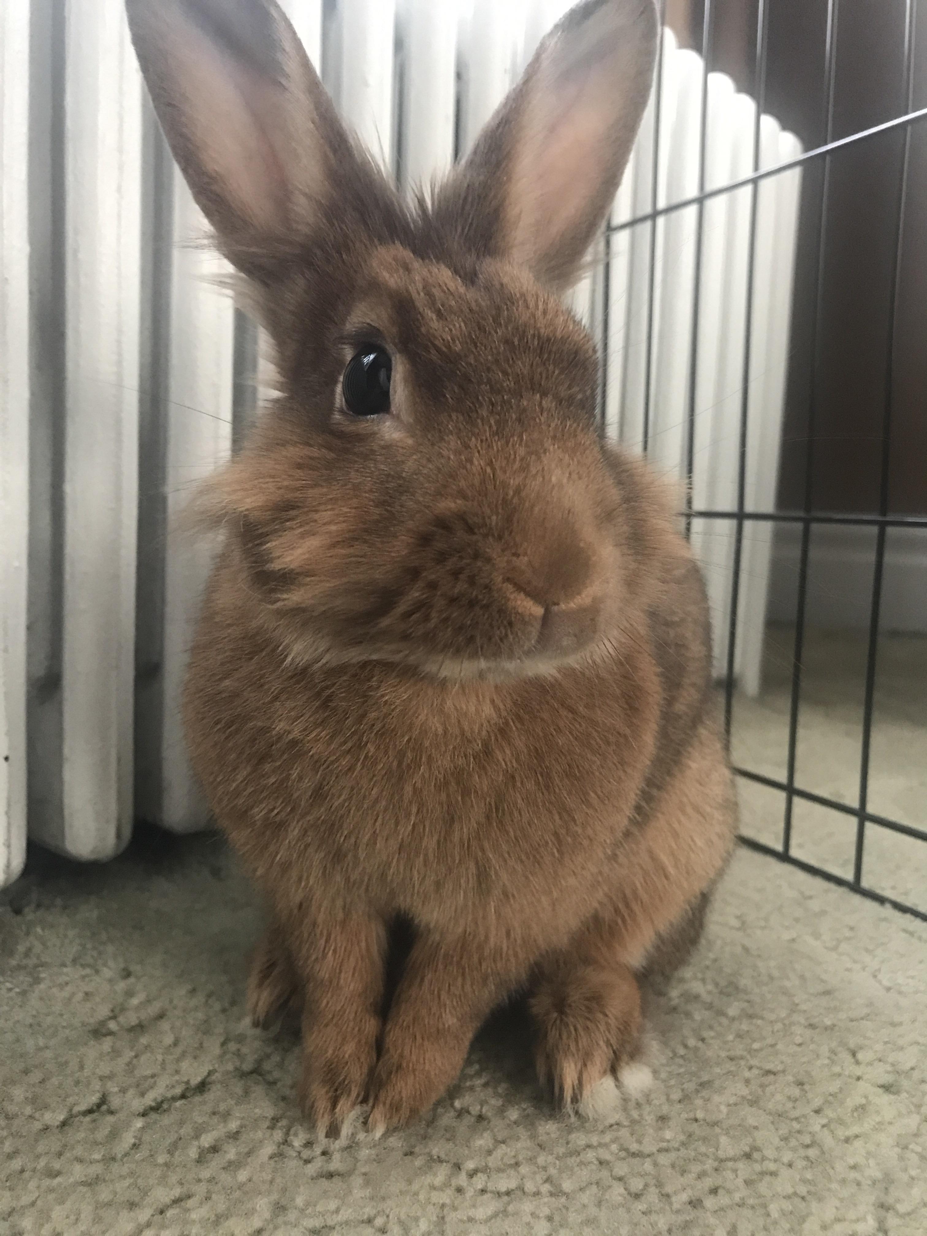 9 best u/odd_odd_aud images on Pholder Rabbits, Nostalgia and Beauty