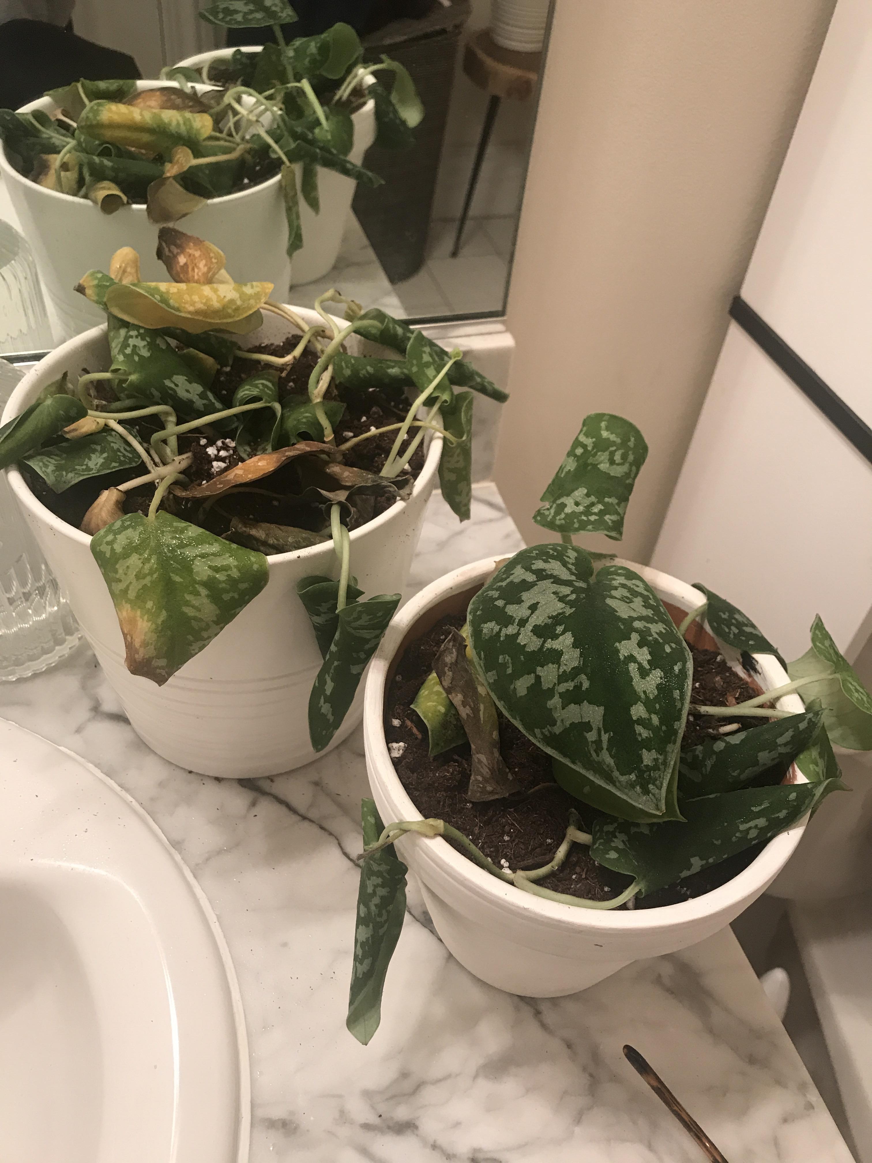 Repotting Silver Pothos Pothos Plant