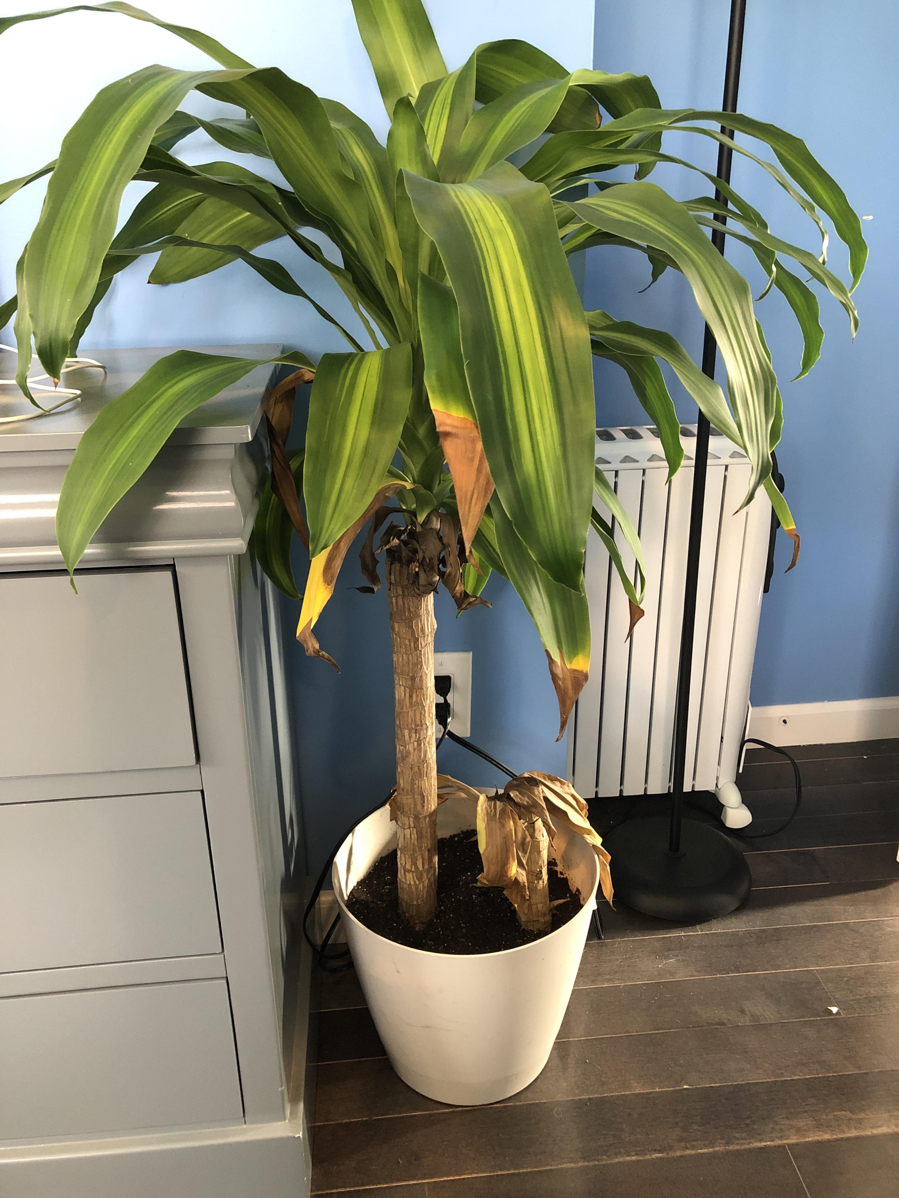 [Help!] My mass cane is dying! r/houseplants