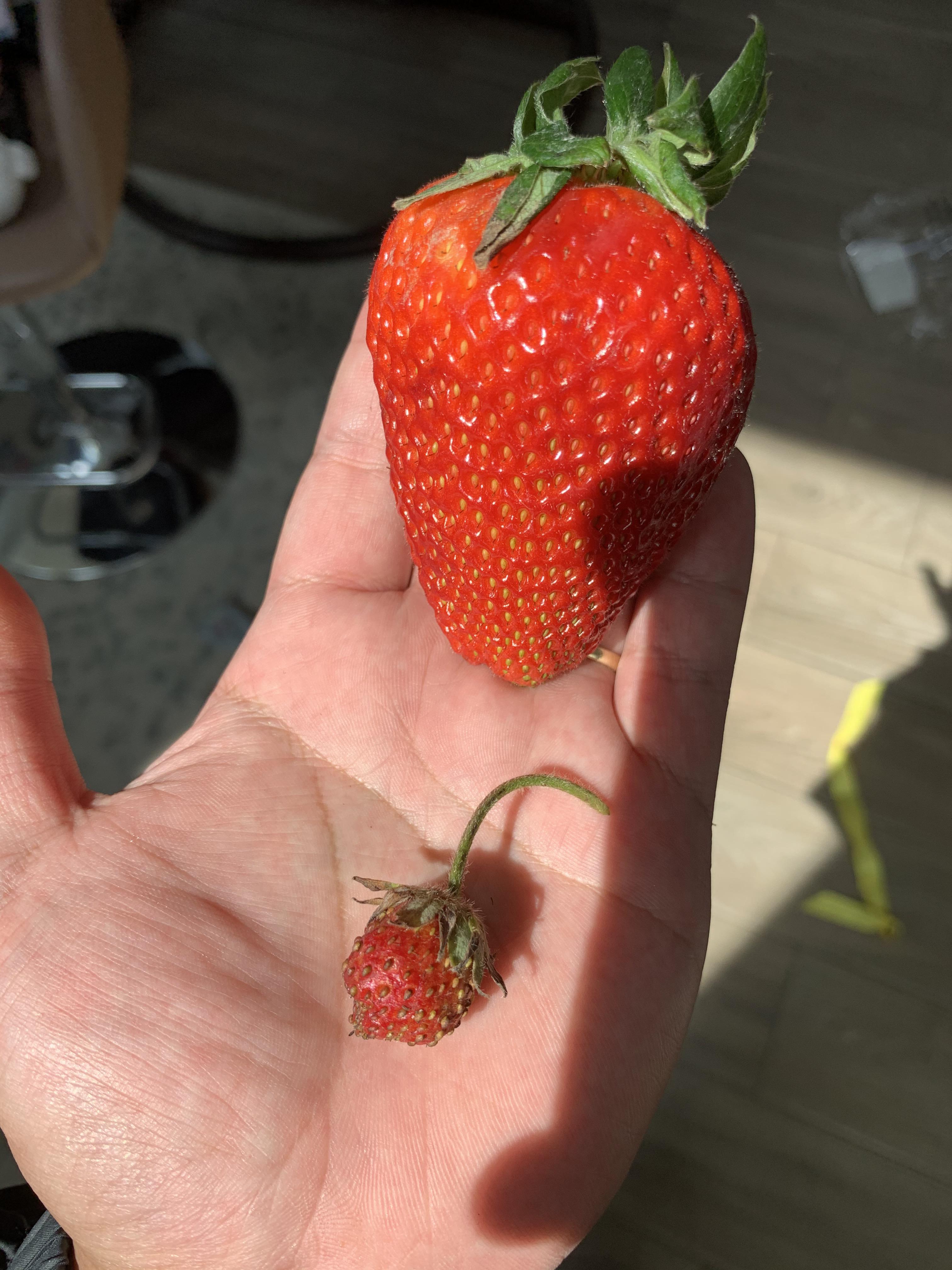 GMO VS Organic Homegrown ???? r/pics